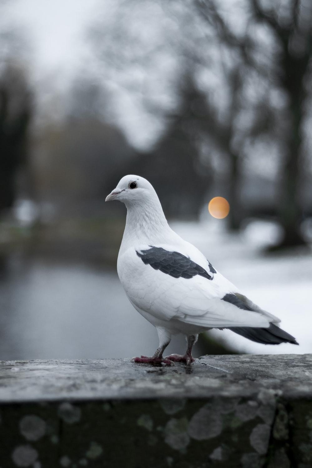 1000x1500 Pigeon Picture. Download Free Image, Phone