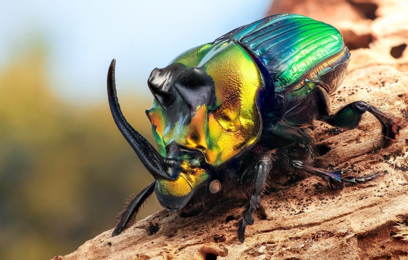 1340x850 Wallpaper macro, beetle, insect, Rhinoceros beetle image, Desktop