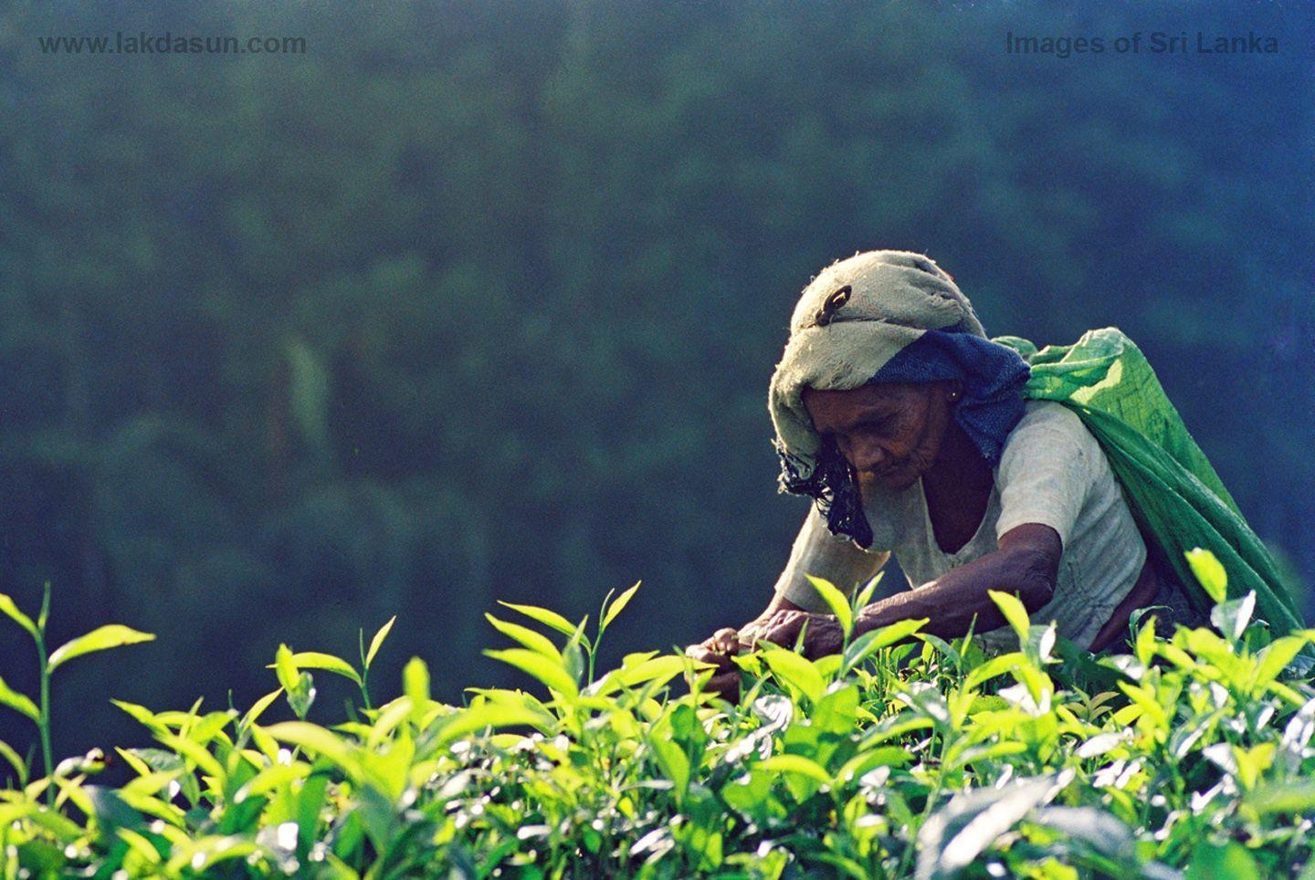 1440x970 Lakdasun -Download Nature Wall Papers of Sri Lanka, Desktop