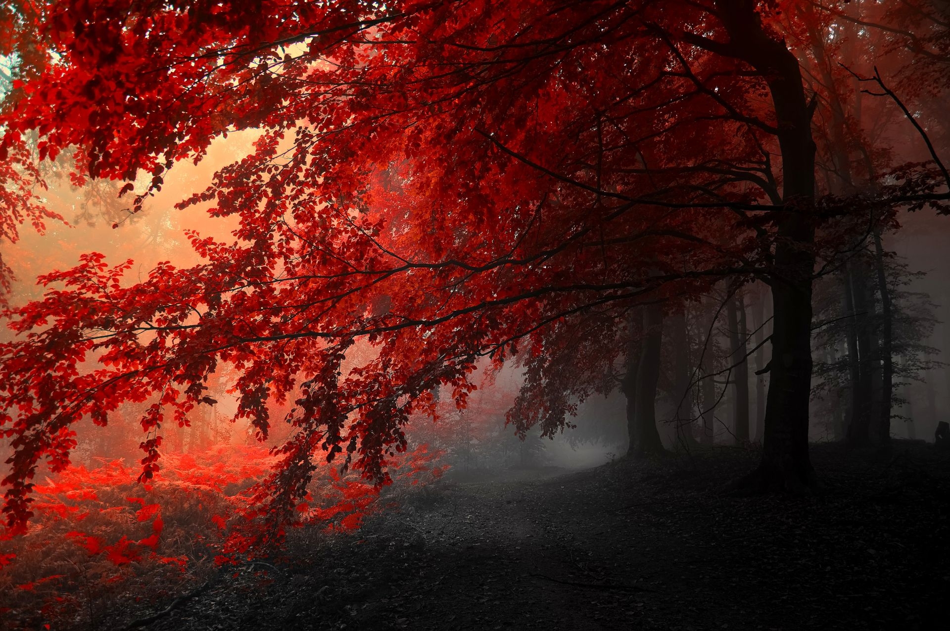 1920x1280 Earth Tree Grey Red Fall Forest Wallpaper. Red forest, Tree HD wallpaper, Forest trees, Desktop