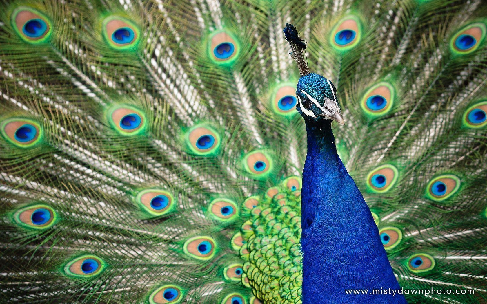 1680x1050 Peacock Background Wallpaper, Desktop