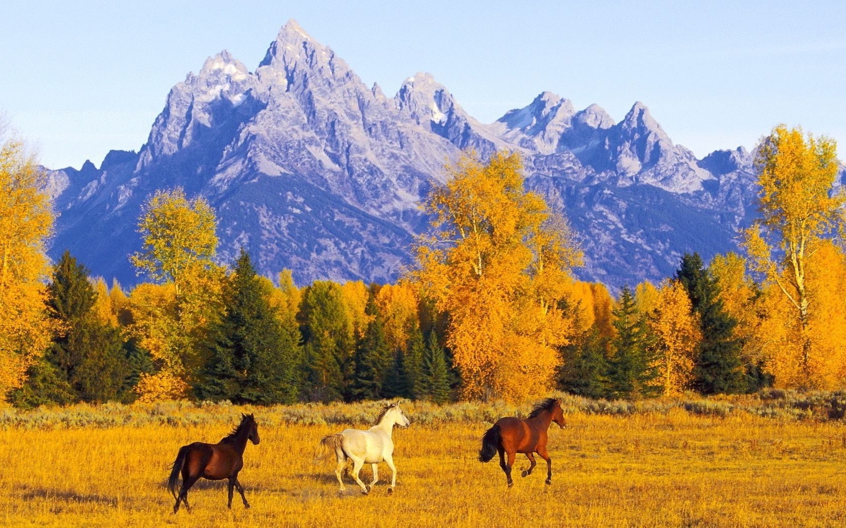 1680x1050 Freedom space autumn mountains horses, Desktop
