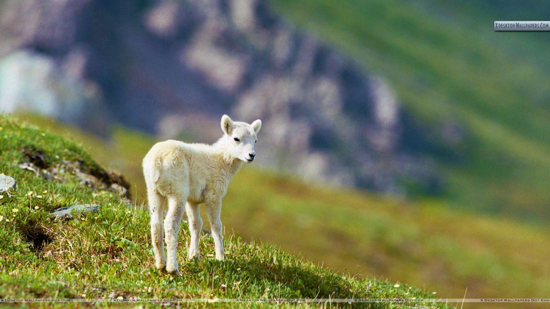 1920x1080 Sheep image Sheep HD wallpaper and background photo, Desktop