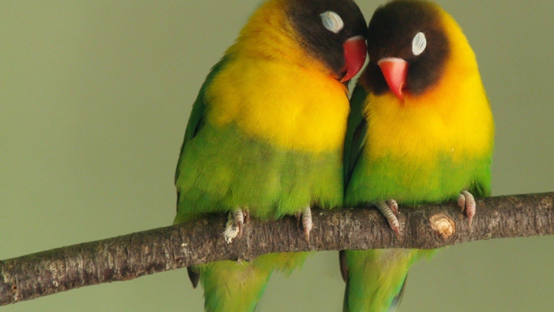 1920x1080 Wallpaper For > Love Bird Wallpaper, Desktop