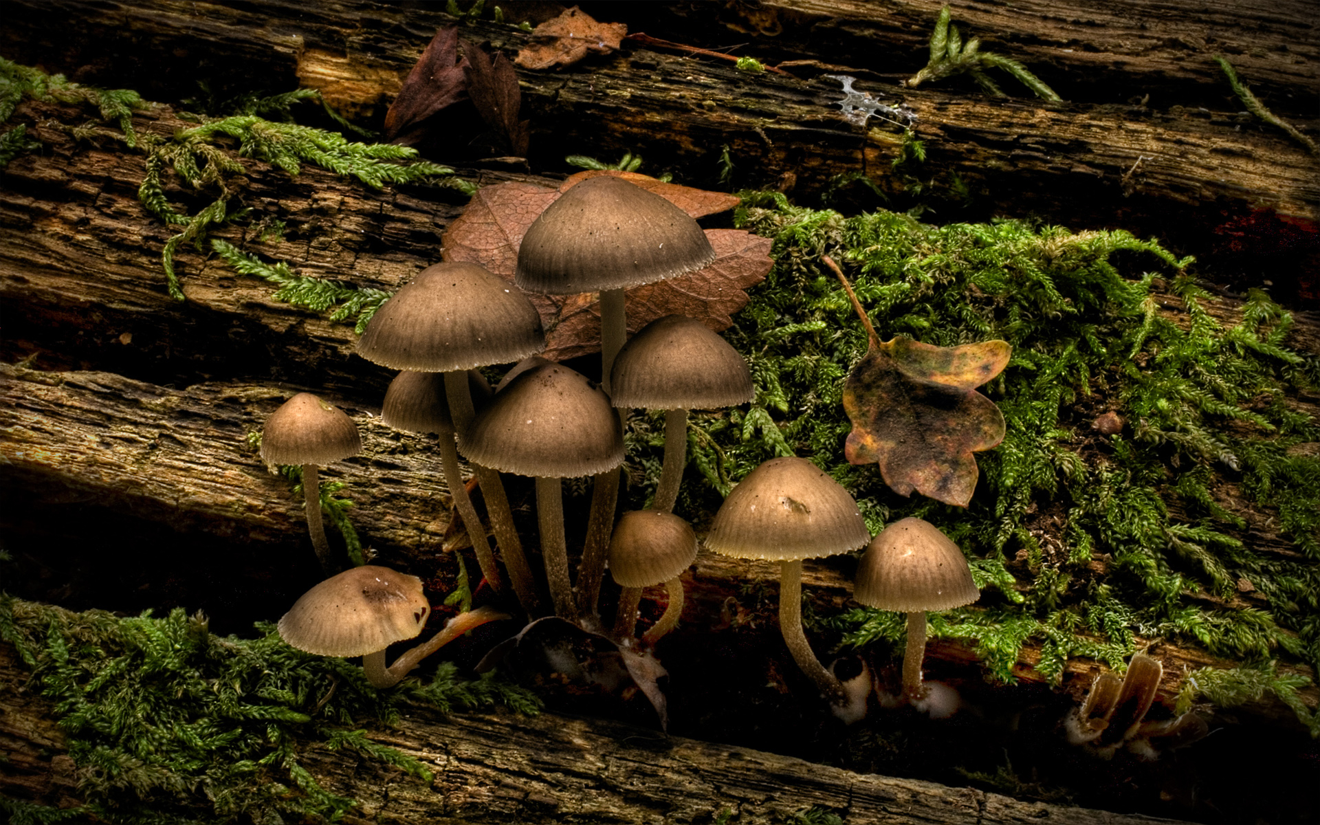 1920x1200 HD Mushrooms Wallpaper, Desktop