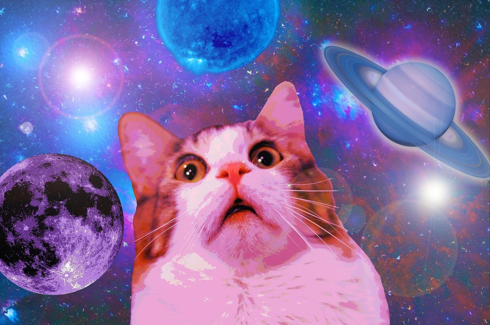 1600x1070 Funny Space Cat wallpaper. Funny cat wallpaper, Cat wallpaper, Desktop