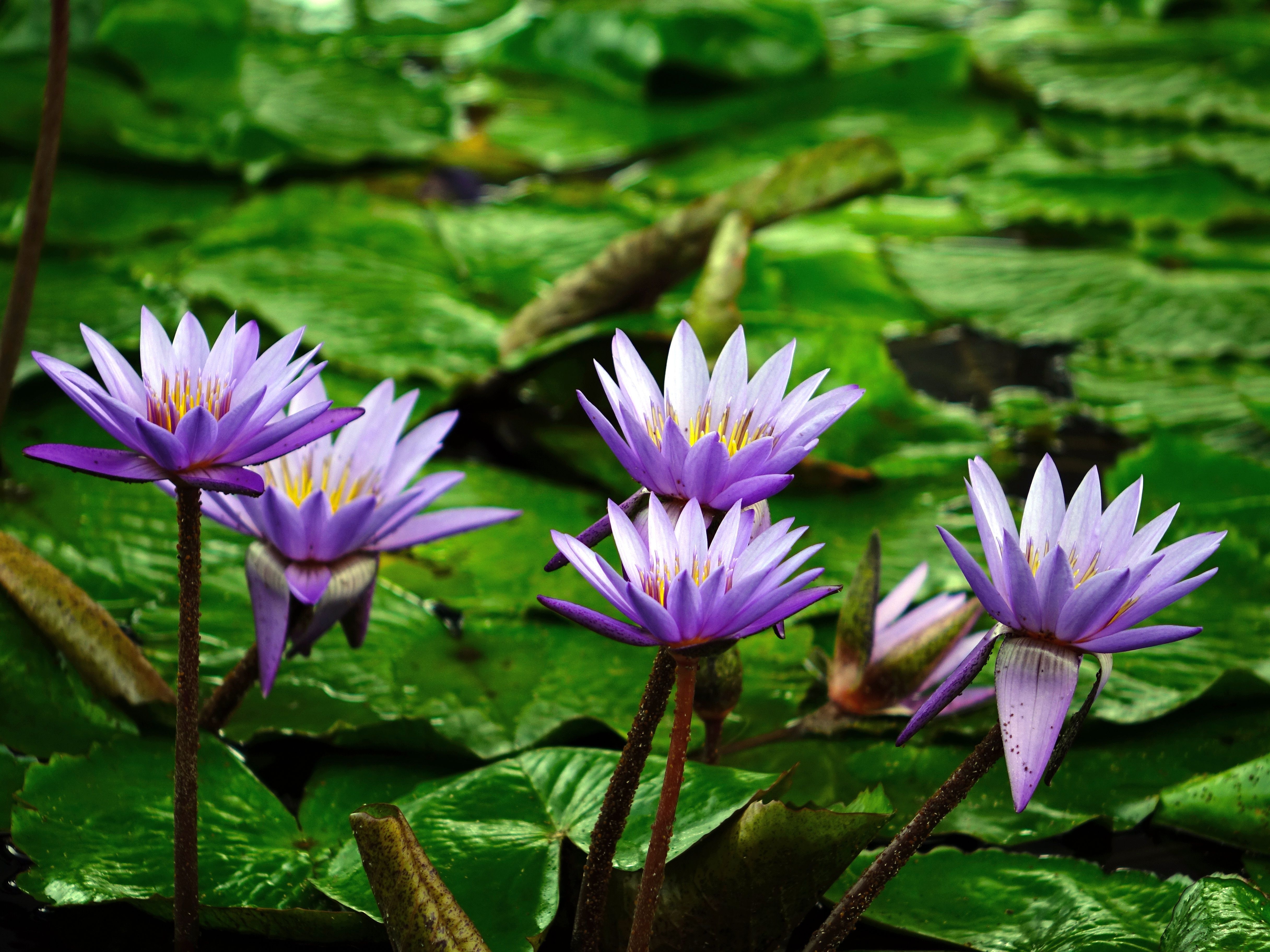 4870x3650 Earth Flower Lily Pad Pond Purple Flower Water Lily wallpaper, Desktop