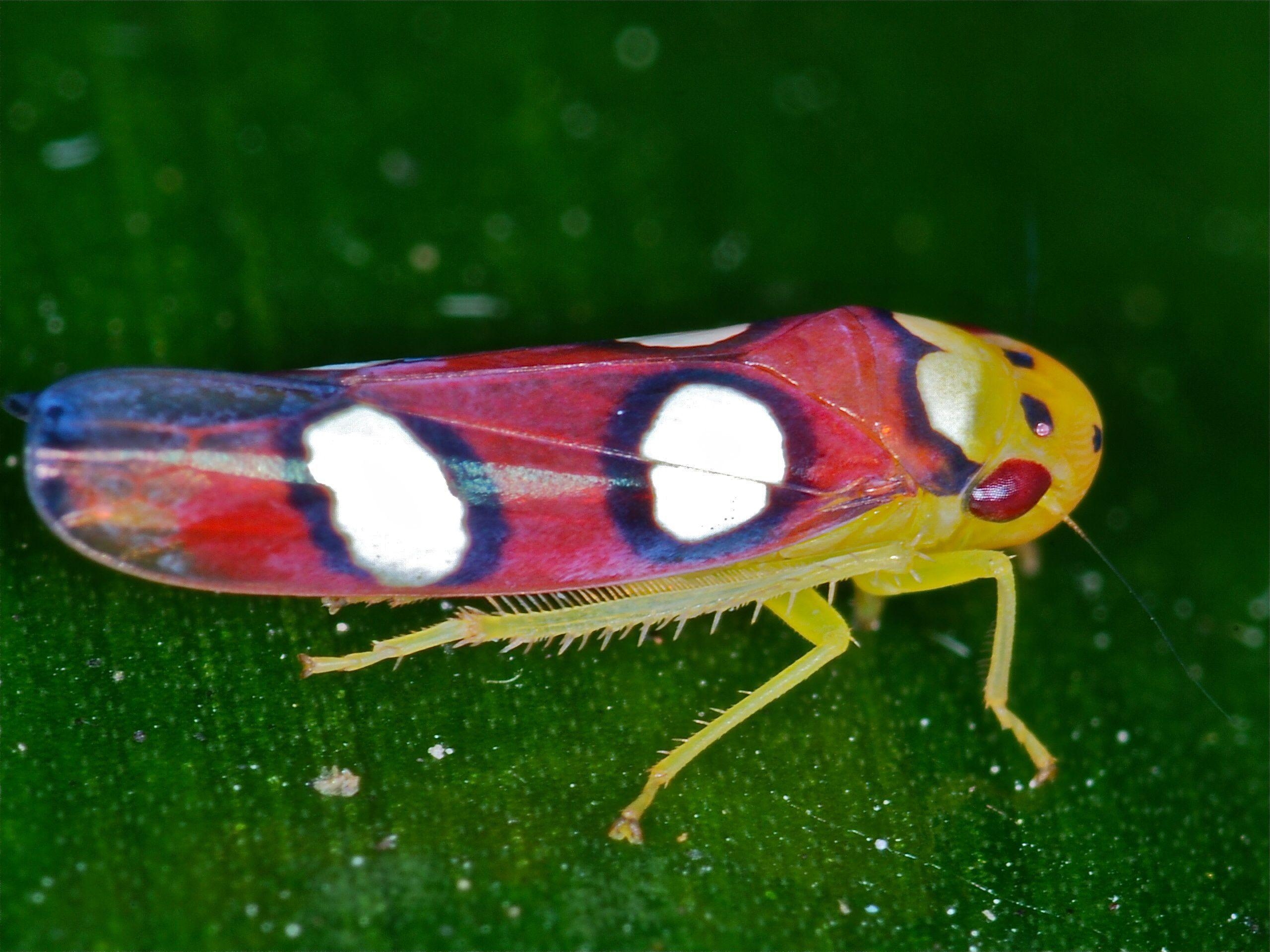 2560x1920 Leafhopper Free HD Wallpaper Image Background, Desktop