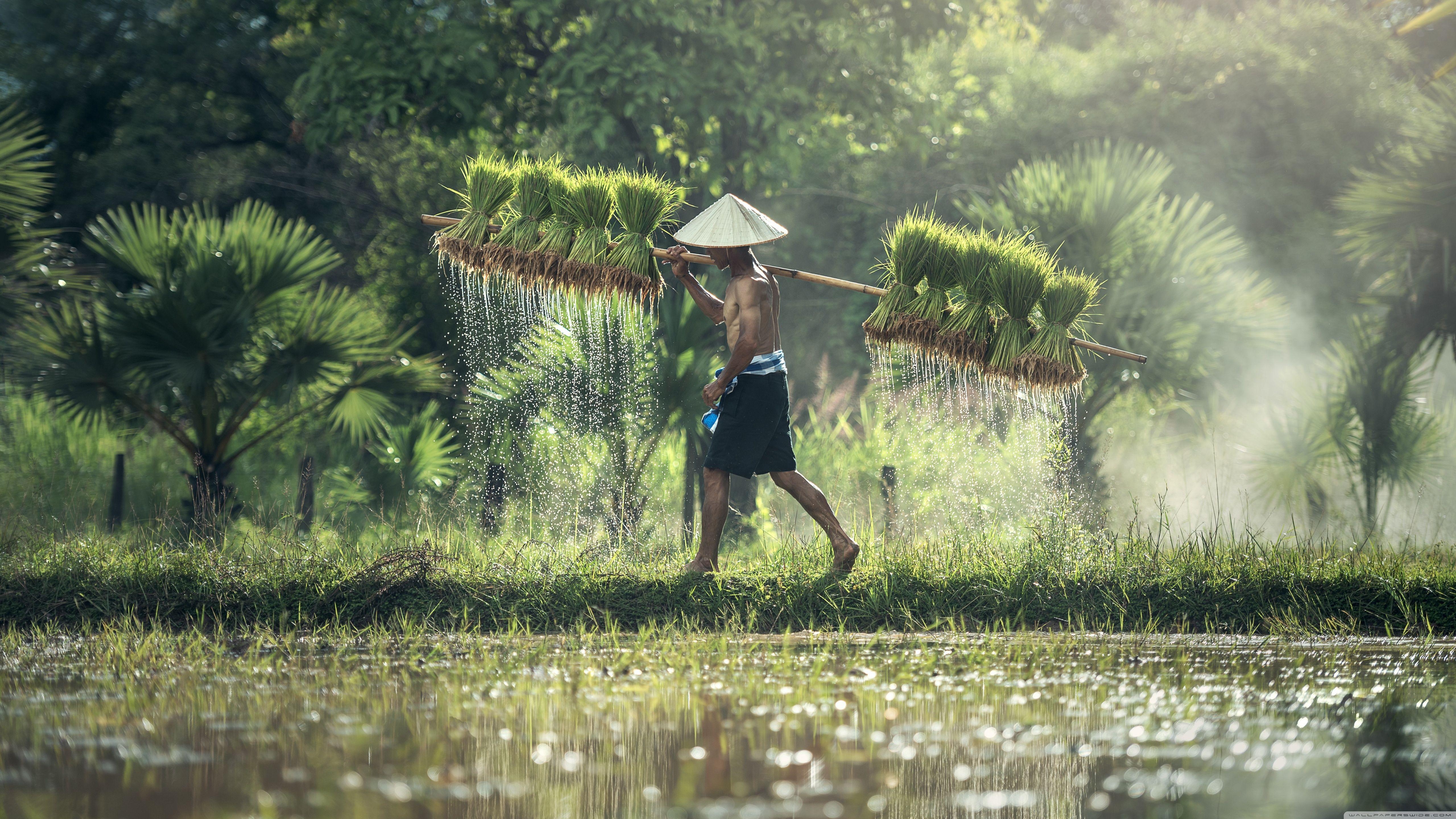 5120x2880 Harvesting Rice By Hand ❤ 4K HD Desktop Wallpaper for 4K Ultra HD, Desktop