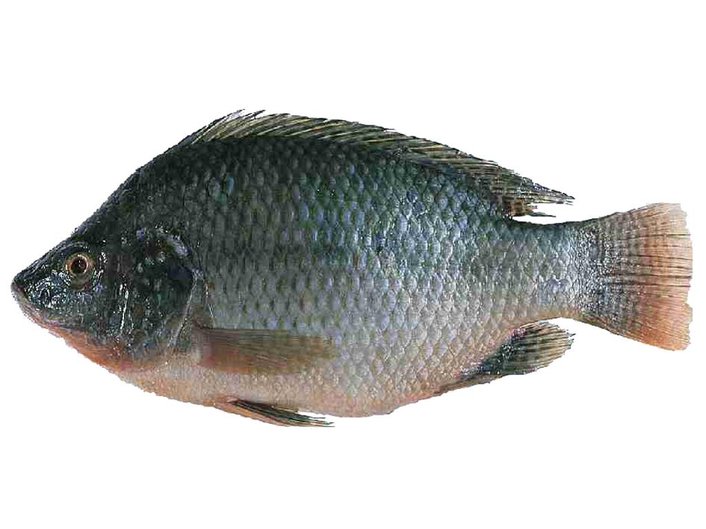 1030x770 Tilapia Fish: Characteristics, types, breeding and more, Desktop