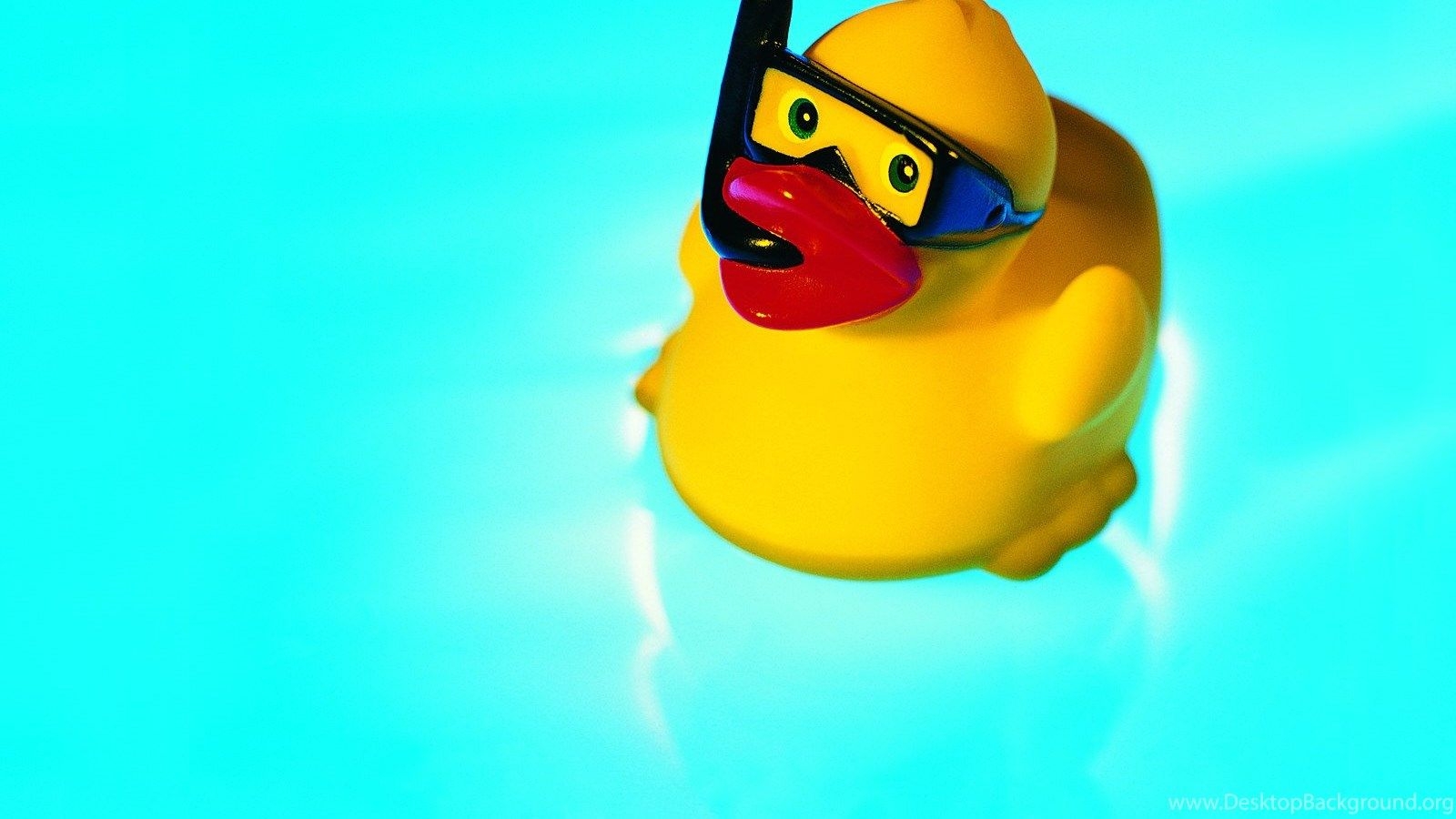 1600x900 Cute Animals Wallpaper, A Little Rubber Duck In Swim, The Blue Sea. Desktop Background, Desktop