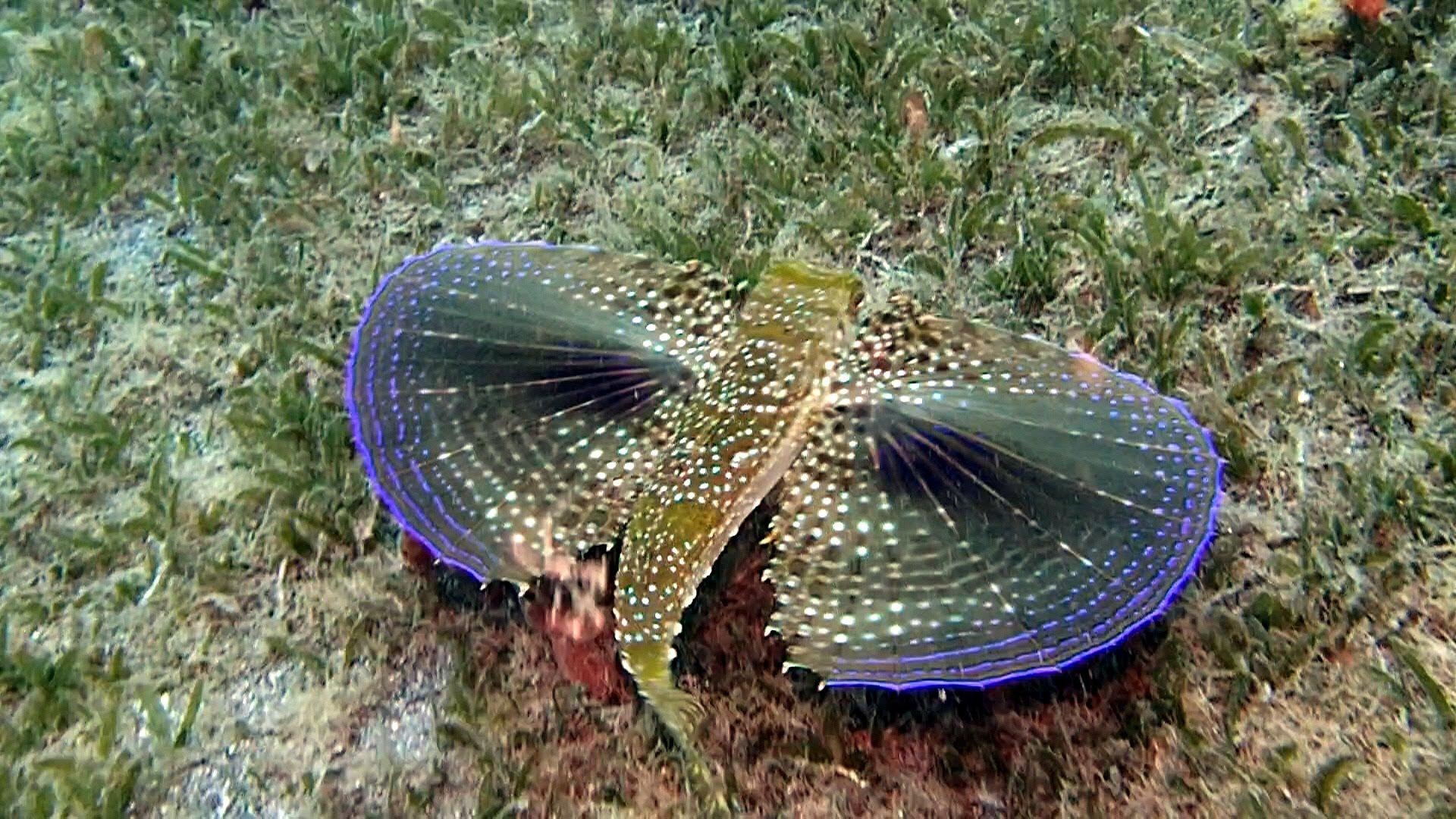 1920x1080 Scuba Diving Saint Vincent and the Grenadines You'll see, Desktop