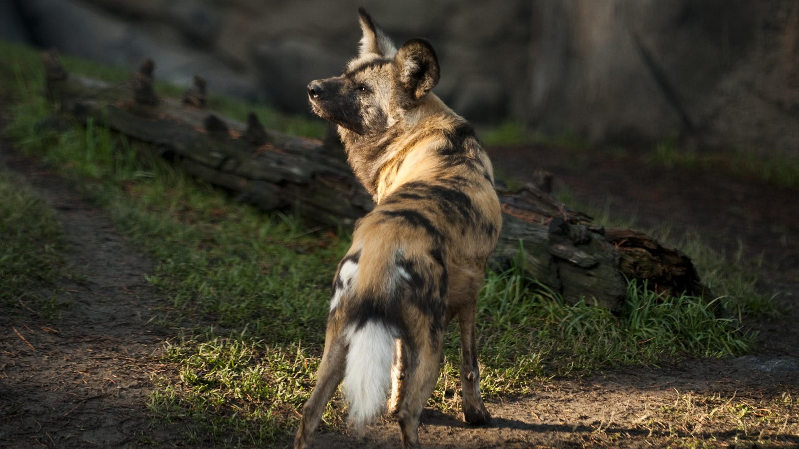 2560x1440 Wallpaper Wild dog, African wild dog, sun, sunny day, Desktop