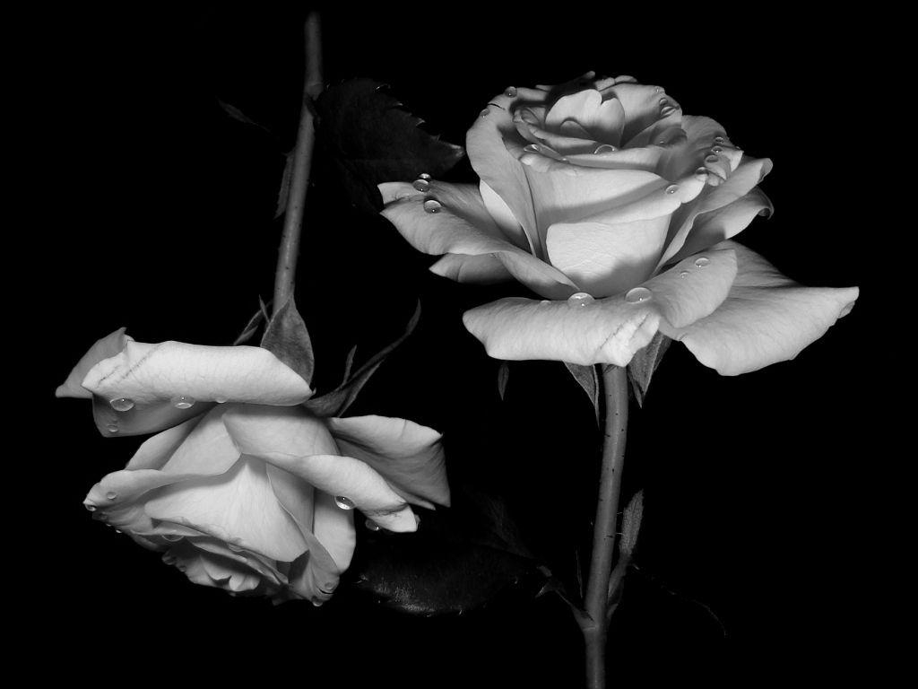 1030x770 Wallpaper Of Black Roses, Desktop