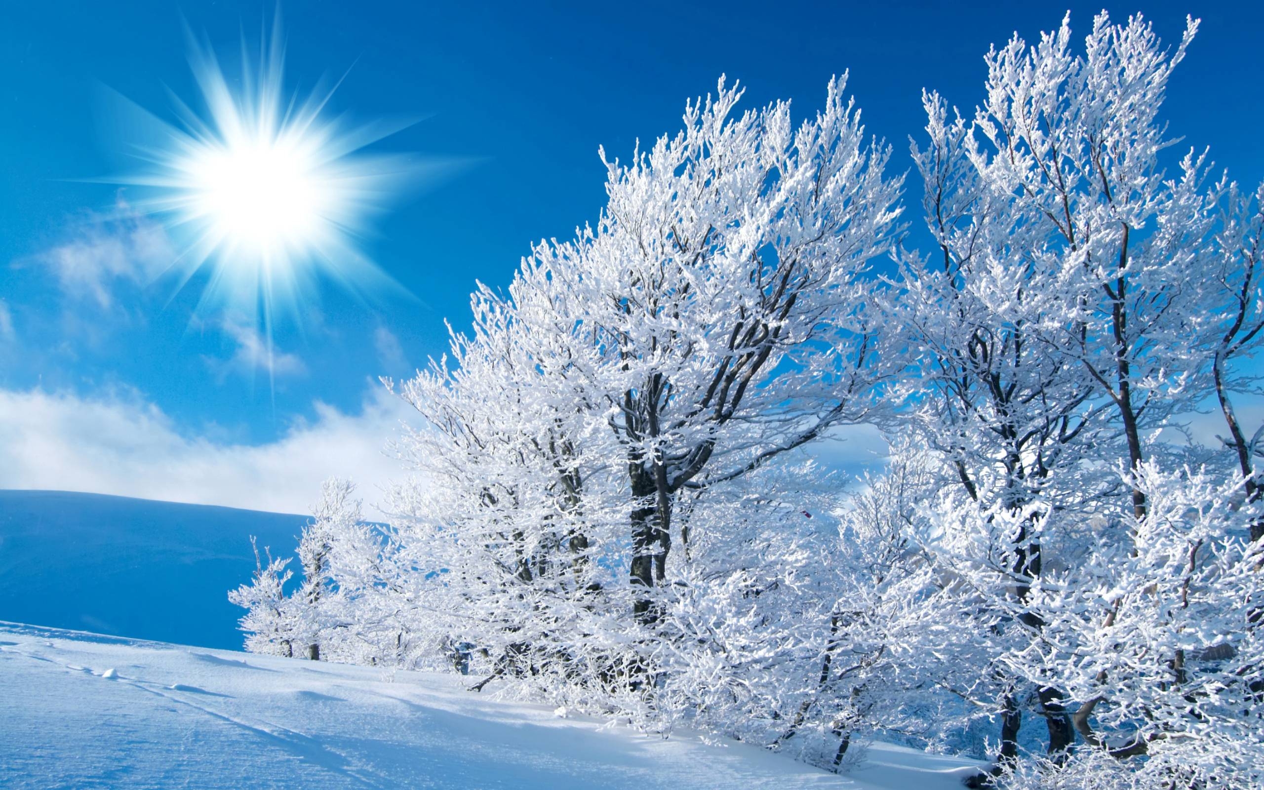 2560x1600 Winter Nature Wallpaper 9563 HD Wallpaper in Nature, Desktop