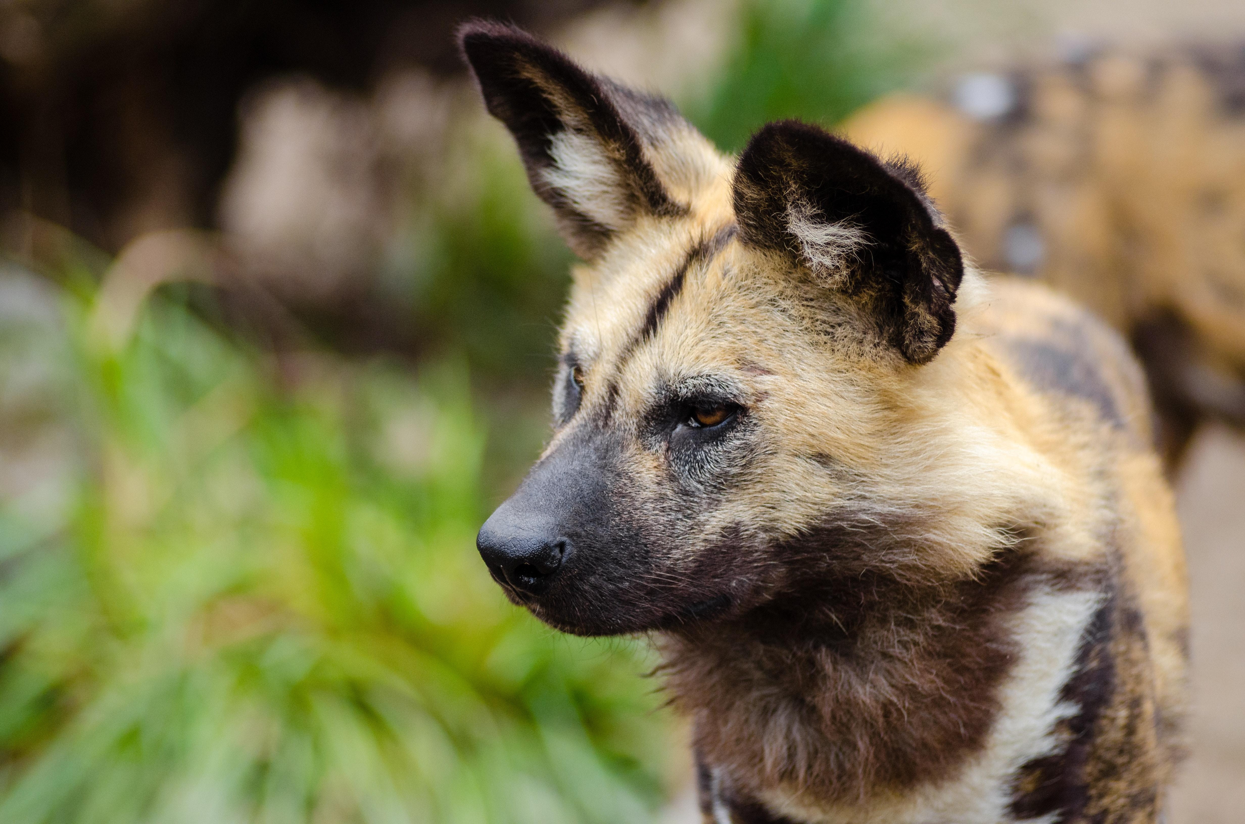 4930x3270 Close Up Photography of African Wild Dog · Free, Desktop