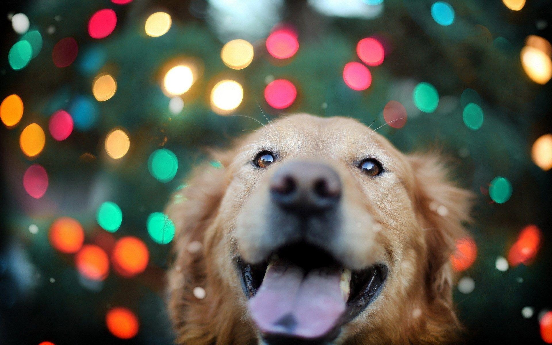 1920x1200 golden retriever christmas wallpaper, Desktop