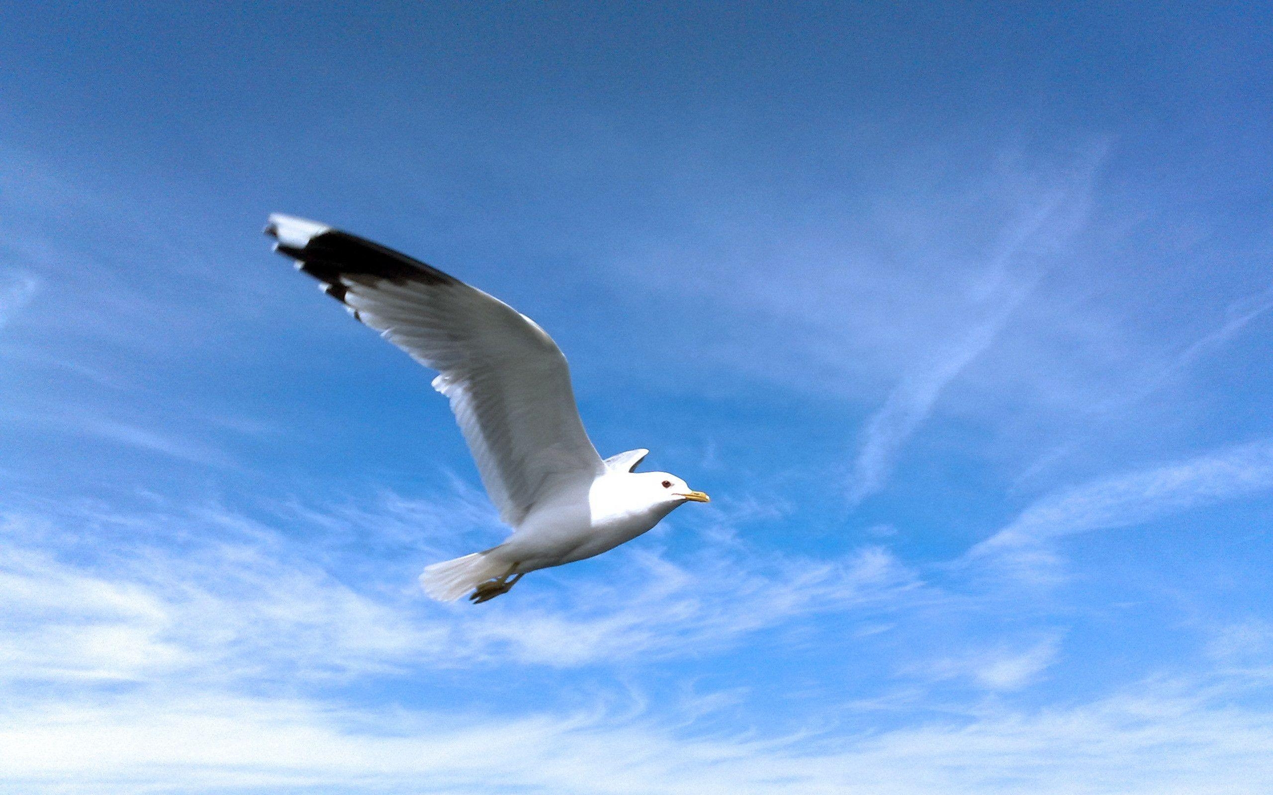 2560x1600 Seagull Wallpaper, Desktop