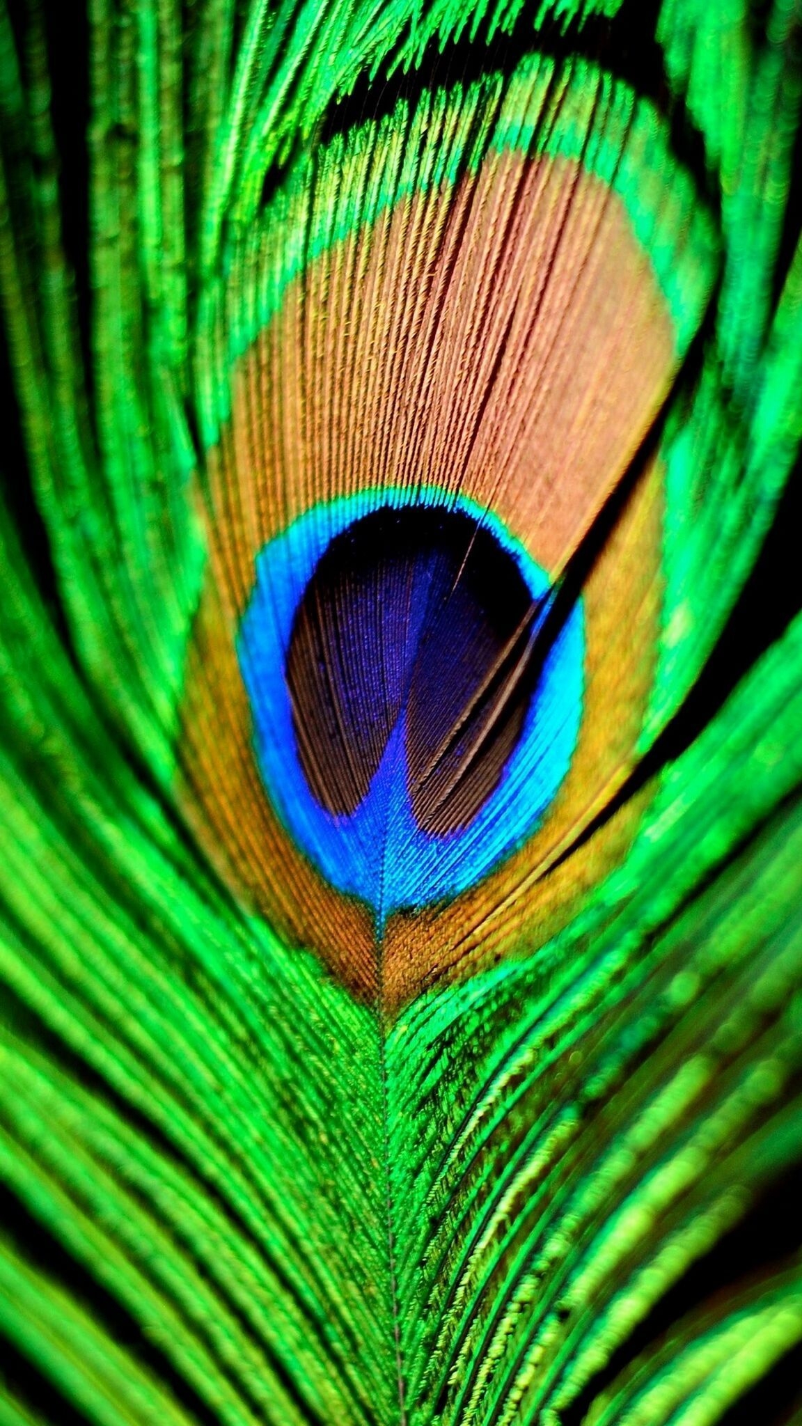 1160x2050 The magic of the Internet. Feather wallpaper iphone, Feather wallpaper, HD wallpaper iphone, Phone