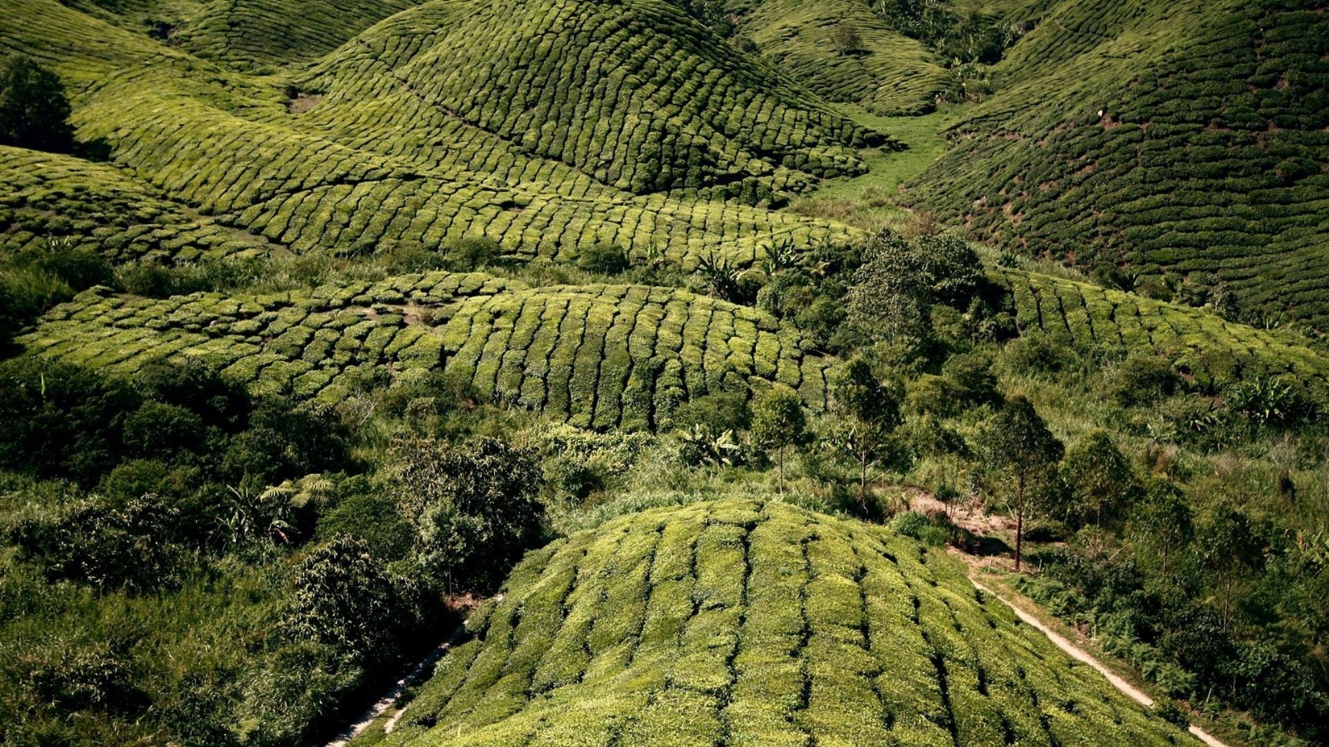 1920x1080 Landscapes nature fields national geographic malaysia highlands, Desktop