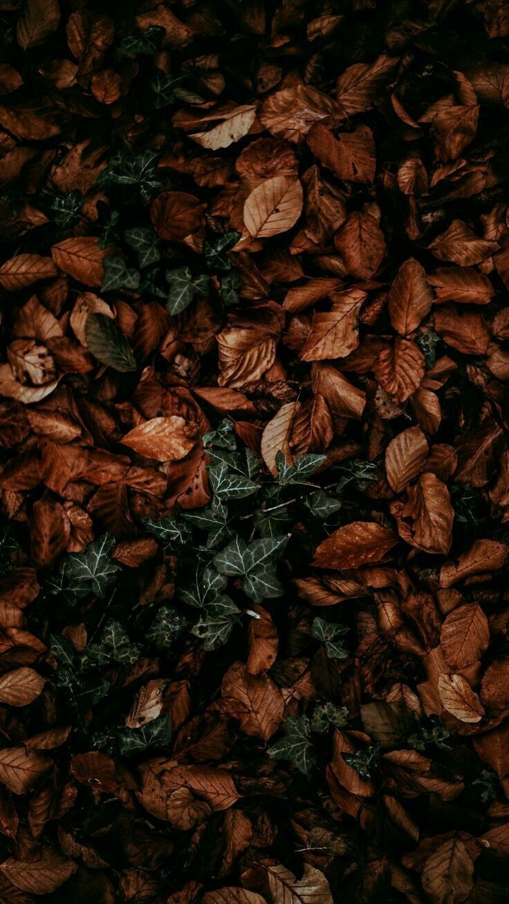 740x1310 Autumn vibes. Fall wallpaper, Nature wallpaper, Aesthetic wallpaper, Phone