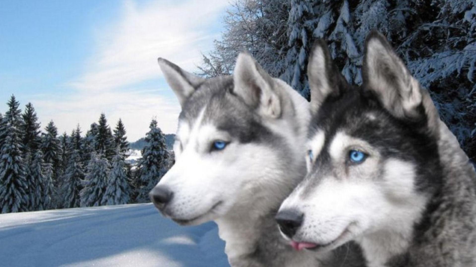 1920x1080 HD Siberian Husky Eyes High Resolution Picture Wallpaper, Desktop