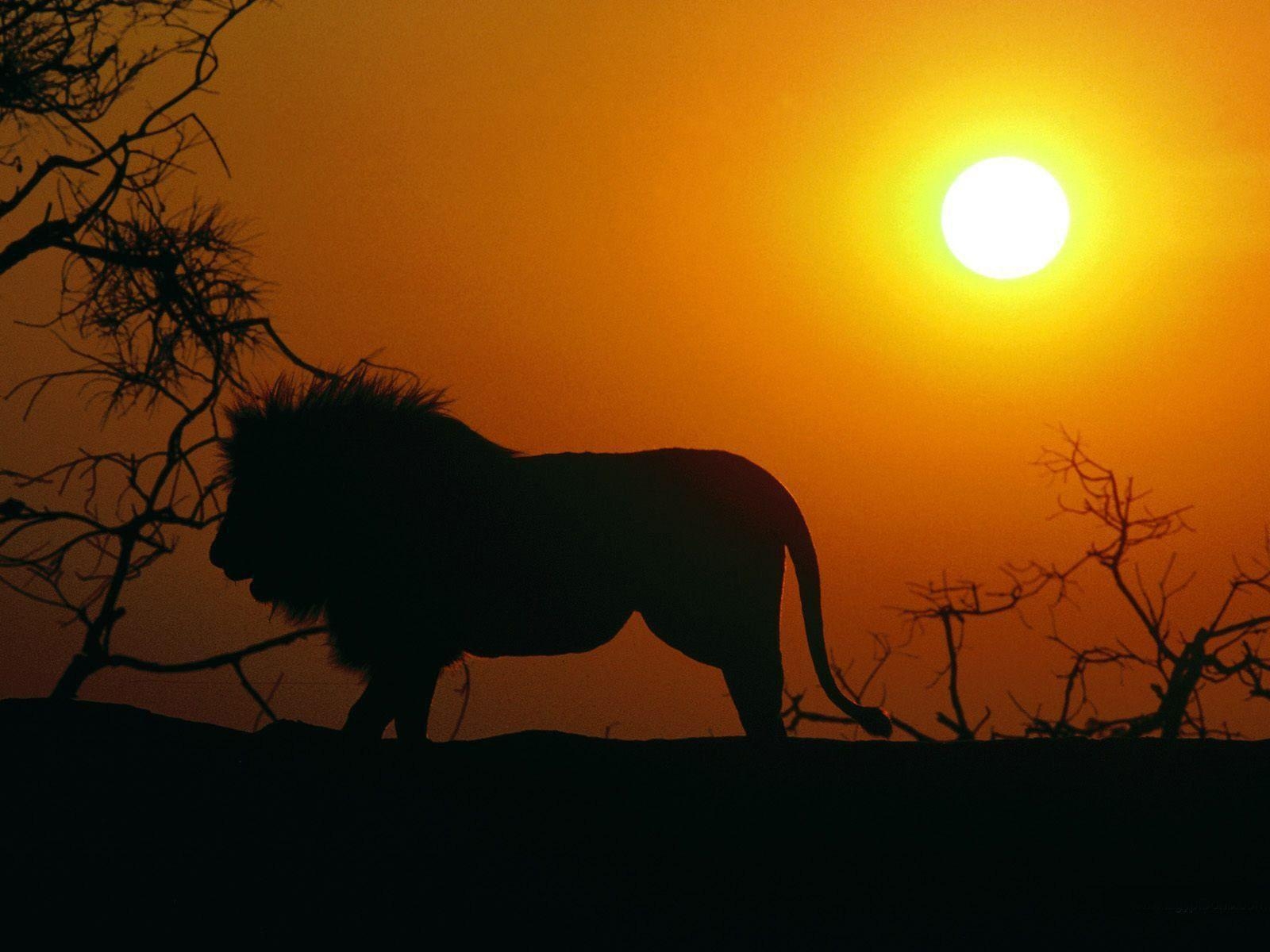 1600x1200 lion silhouette wallpaper - Image And Wallpaper free to, Desktop