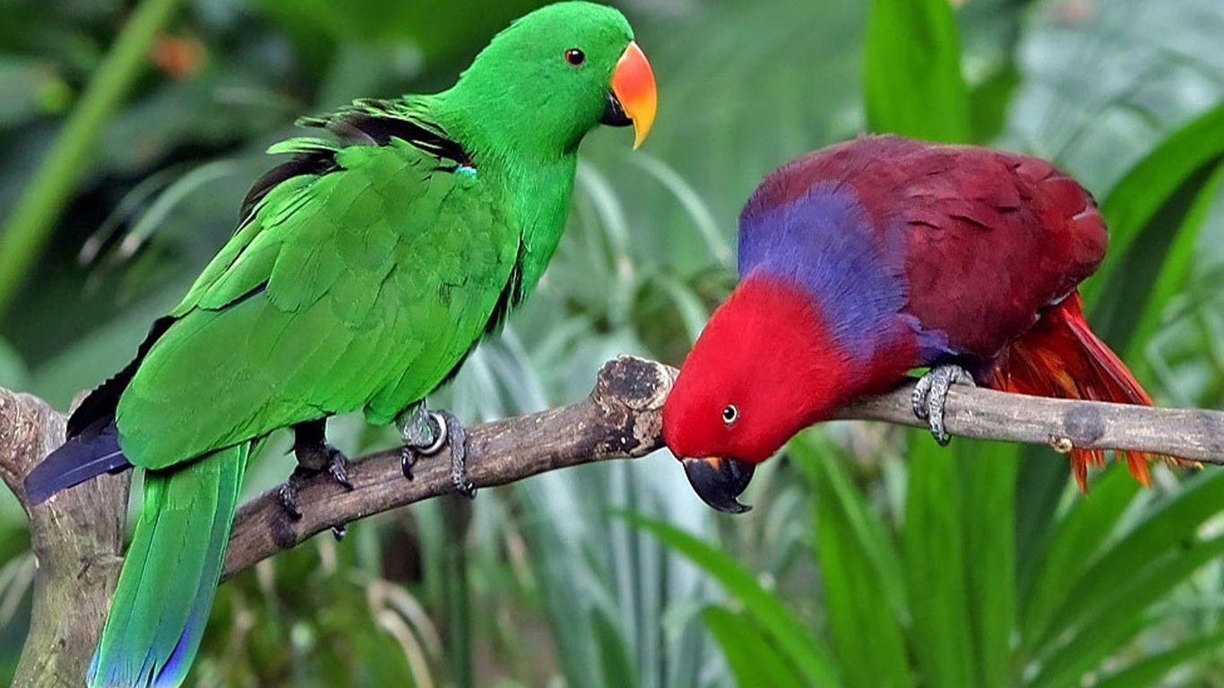 1370x770 Eclectus Roratus Solomon Islands New Guinea, Wallpaper13.com, Desktop