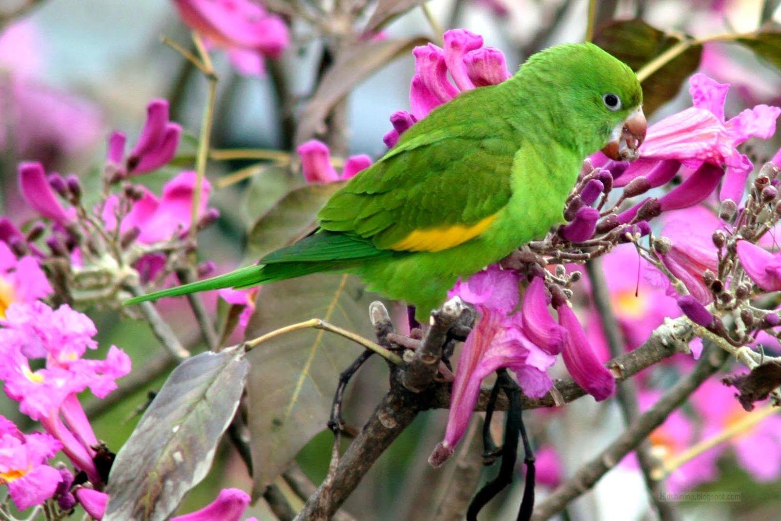 1600x1070 Beautiful Wallpaper For Desktop: HD Green parrots wallpaper, Desktop