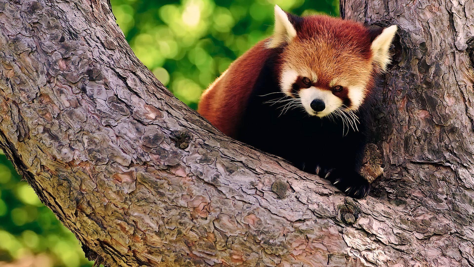 1920x1080 Wonderful HD Red Panda Wallpaper, Desktop