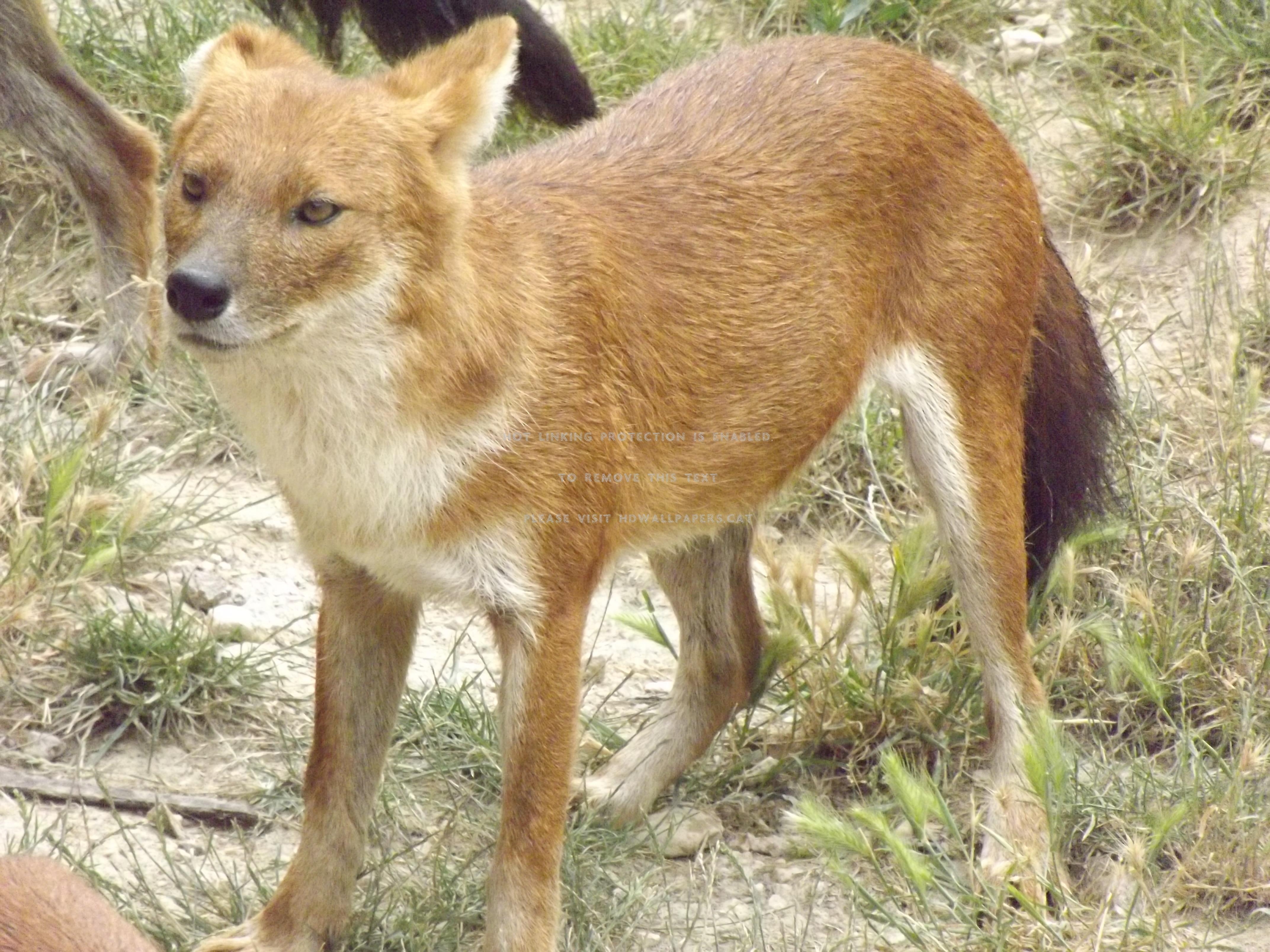 4290x3220 Dhole Wallpaper. Dhole Wallpaper, Desktop