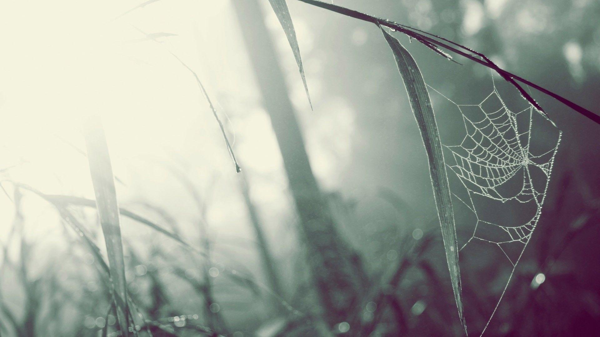 1920x1080 Rainy Spider Web Wallpaper, Desktop