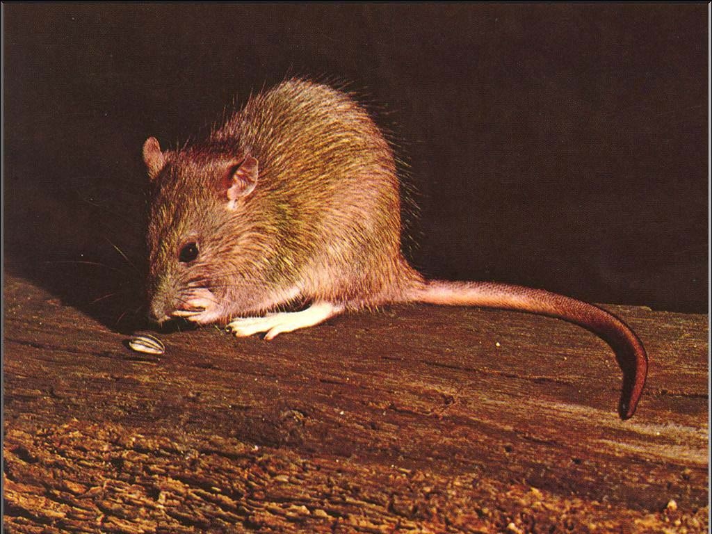 1030x770 Rat Wallpaper, Desktop