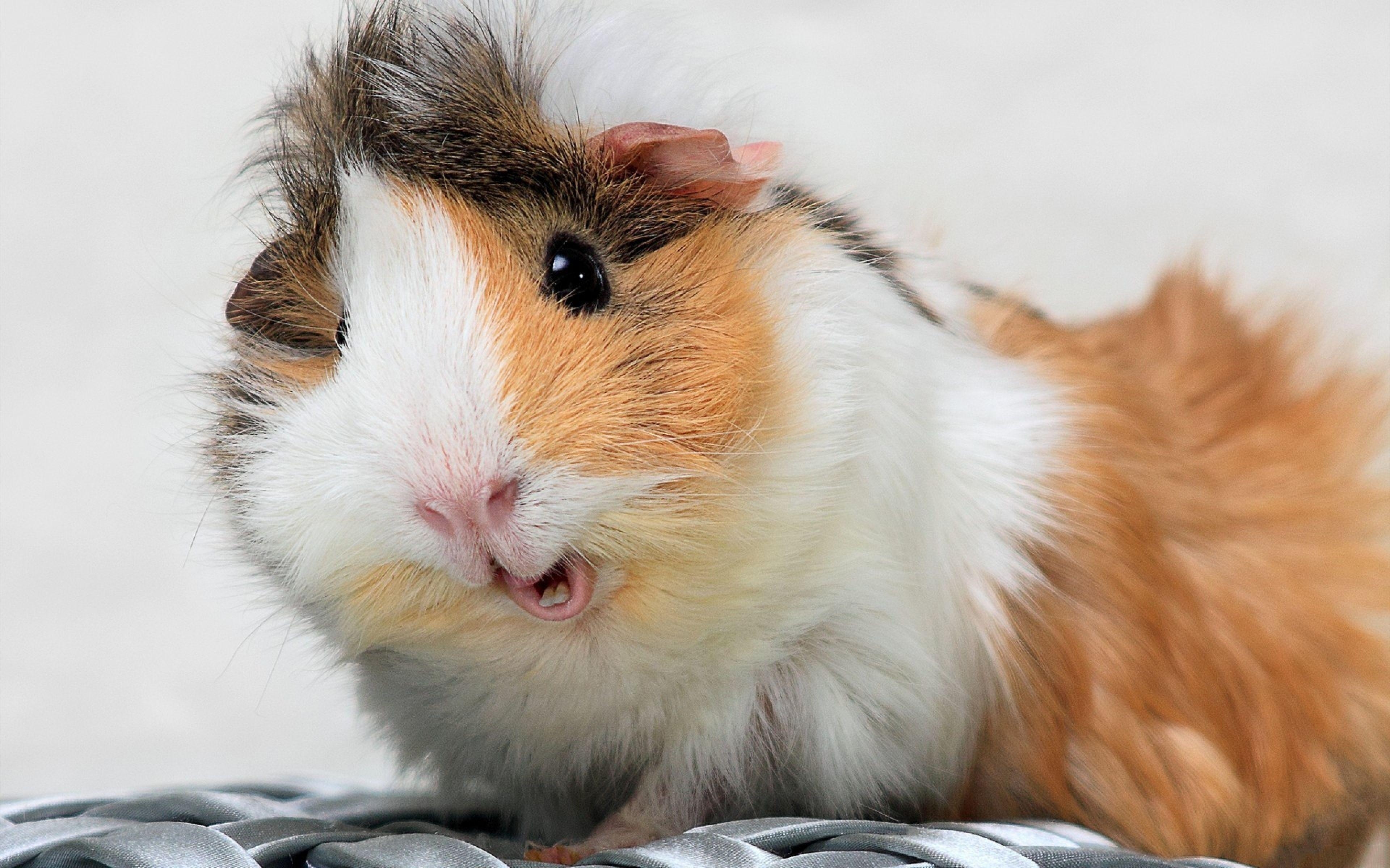 3840x2400 4K Guinea Pig Wallpaper High Quality, Desktop