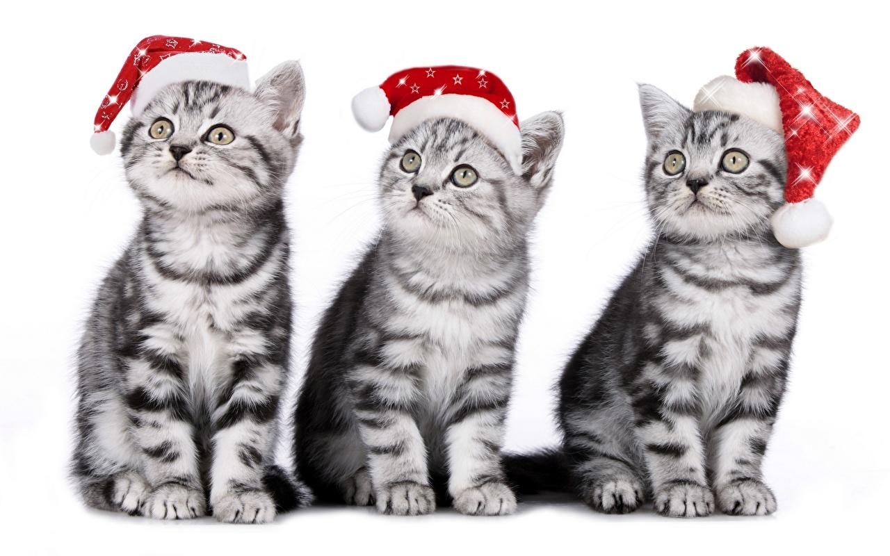 1280x800 Image kitty cat cat New year Winter hat Three 3 Animals Holidays, Desktop