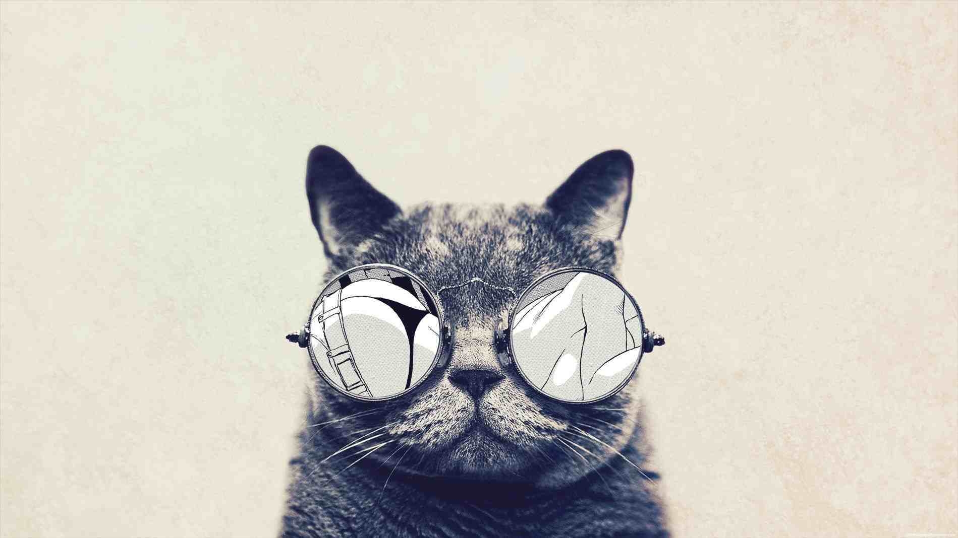 1900x1070 Tumblr Hipster Cat Wallpaper Free Tumblr Hipster Cat, Desktop