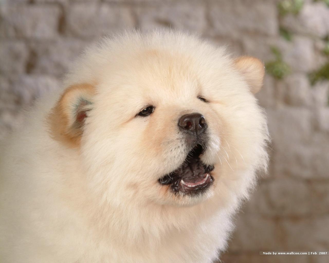1280x1030 Chow Chow Wallpaper 4K ( px), Desktop