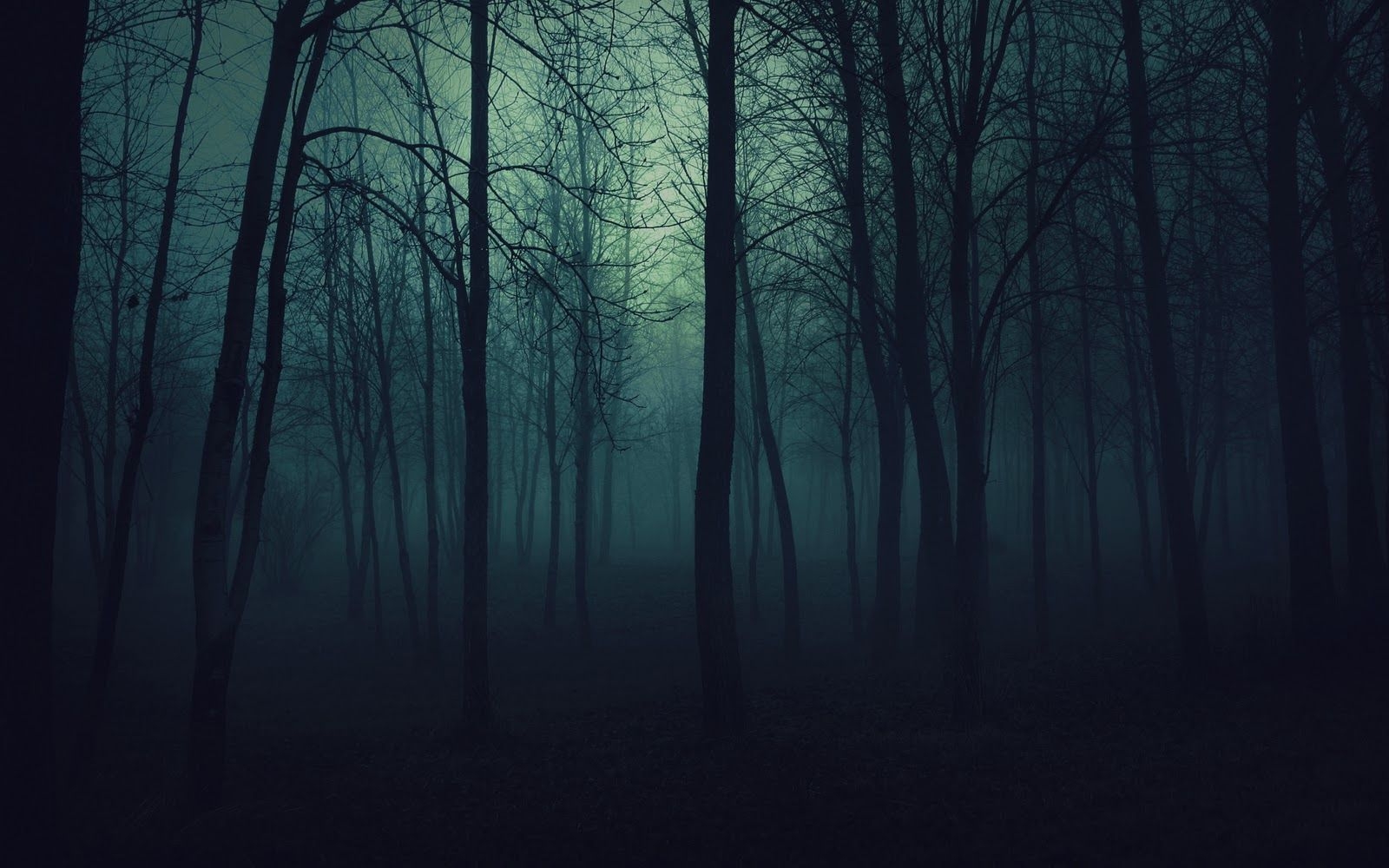 1600x1000 Scary trees in an autumn night The Wallpaper Database. Night forest, Misty forest, Forest wallpaper, Desktop