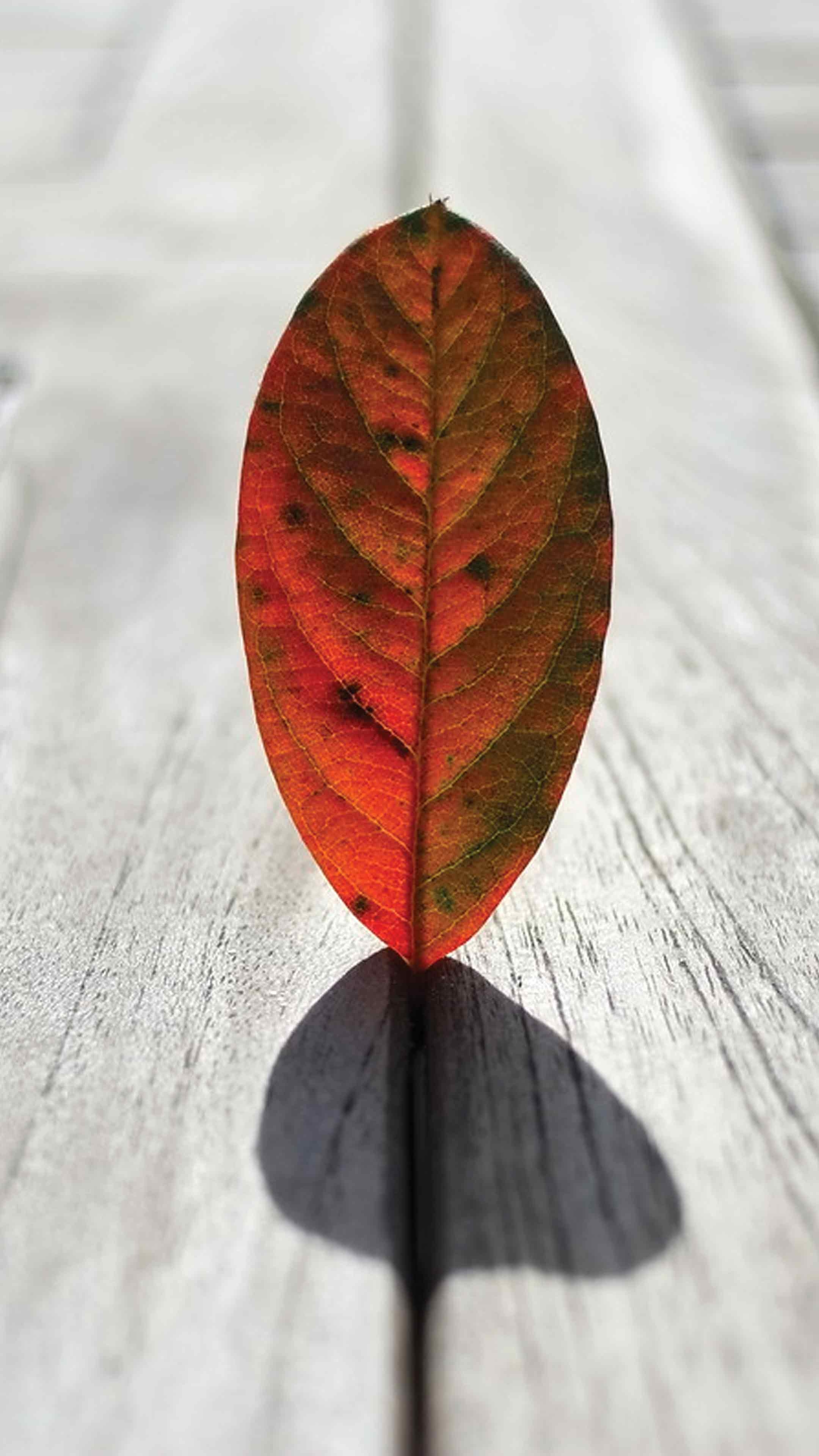 2160x3840 Autumn Leaf Mobile Wallpaper, Phone