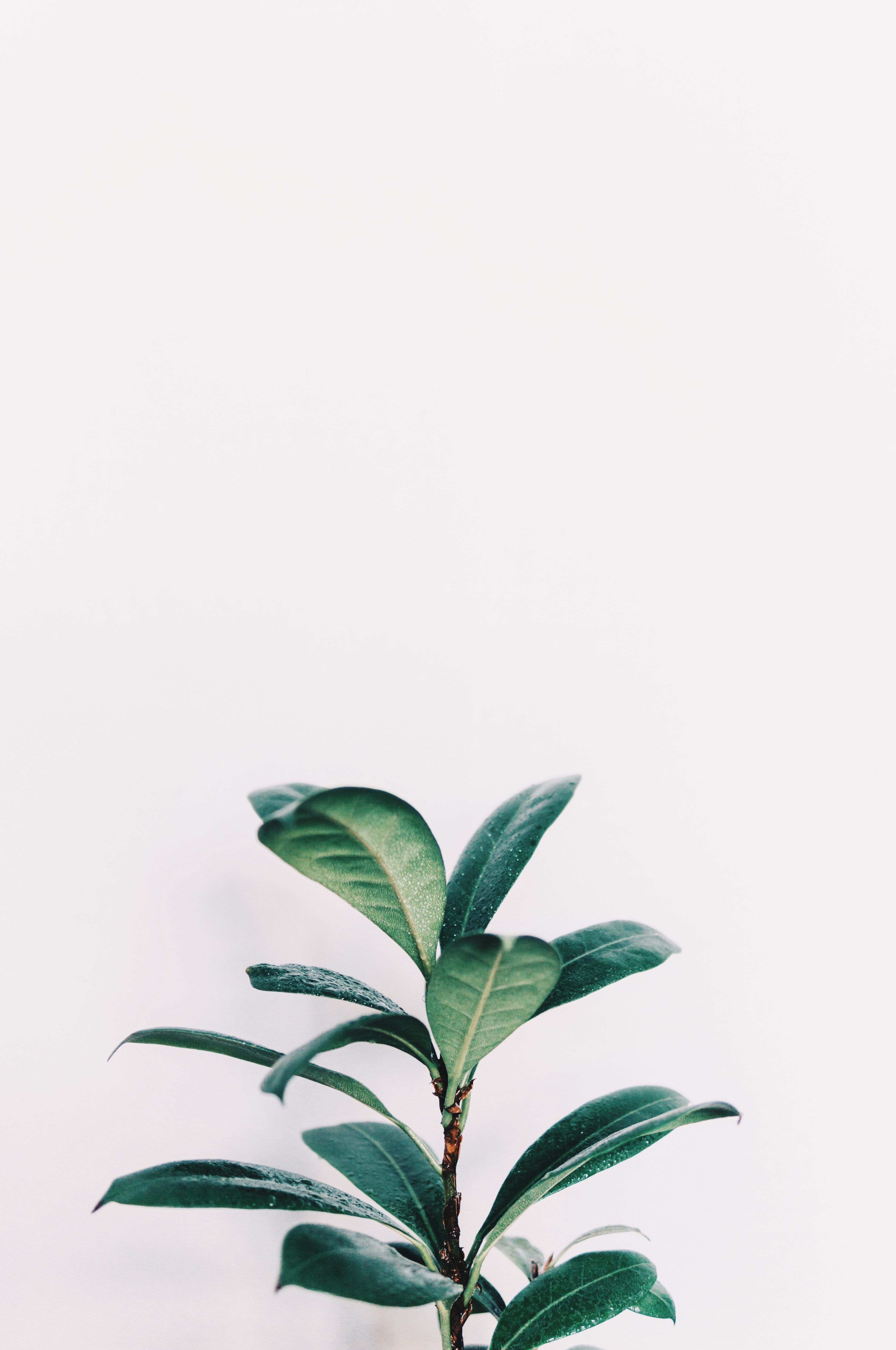 3920x5900 green leafed plant closeup photo. iPhone wallpaper plants, Plant, Phone