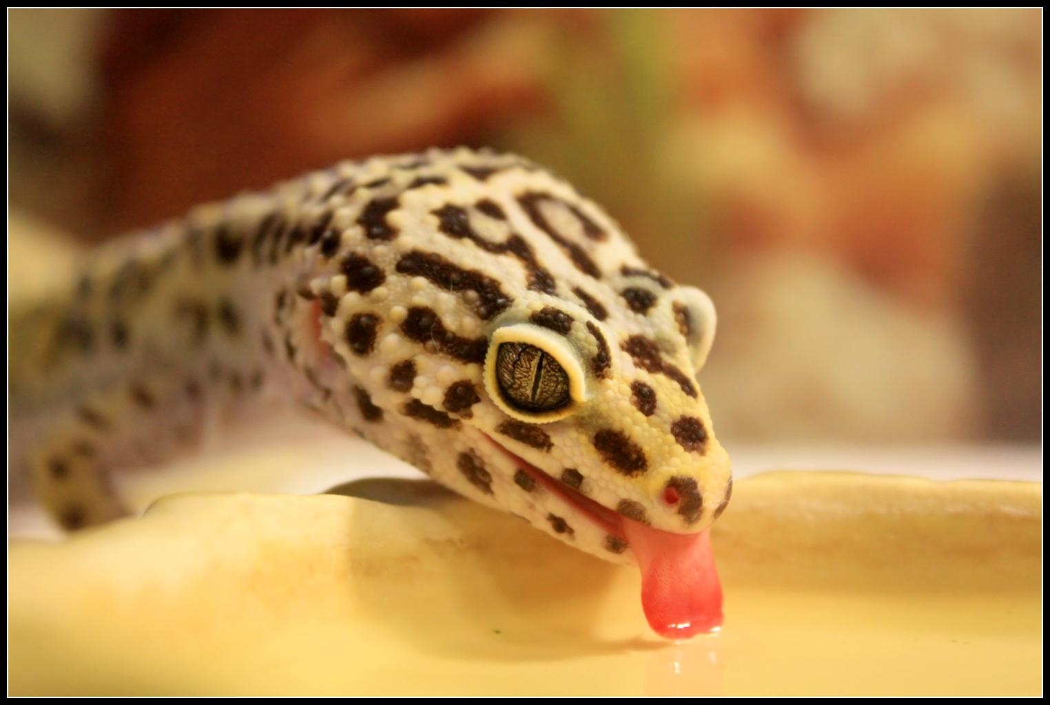 1530x1030 photography, Animals, Macro, Reptile, Lizards, Leopard, Desktop