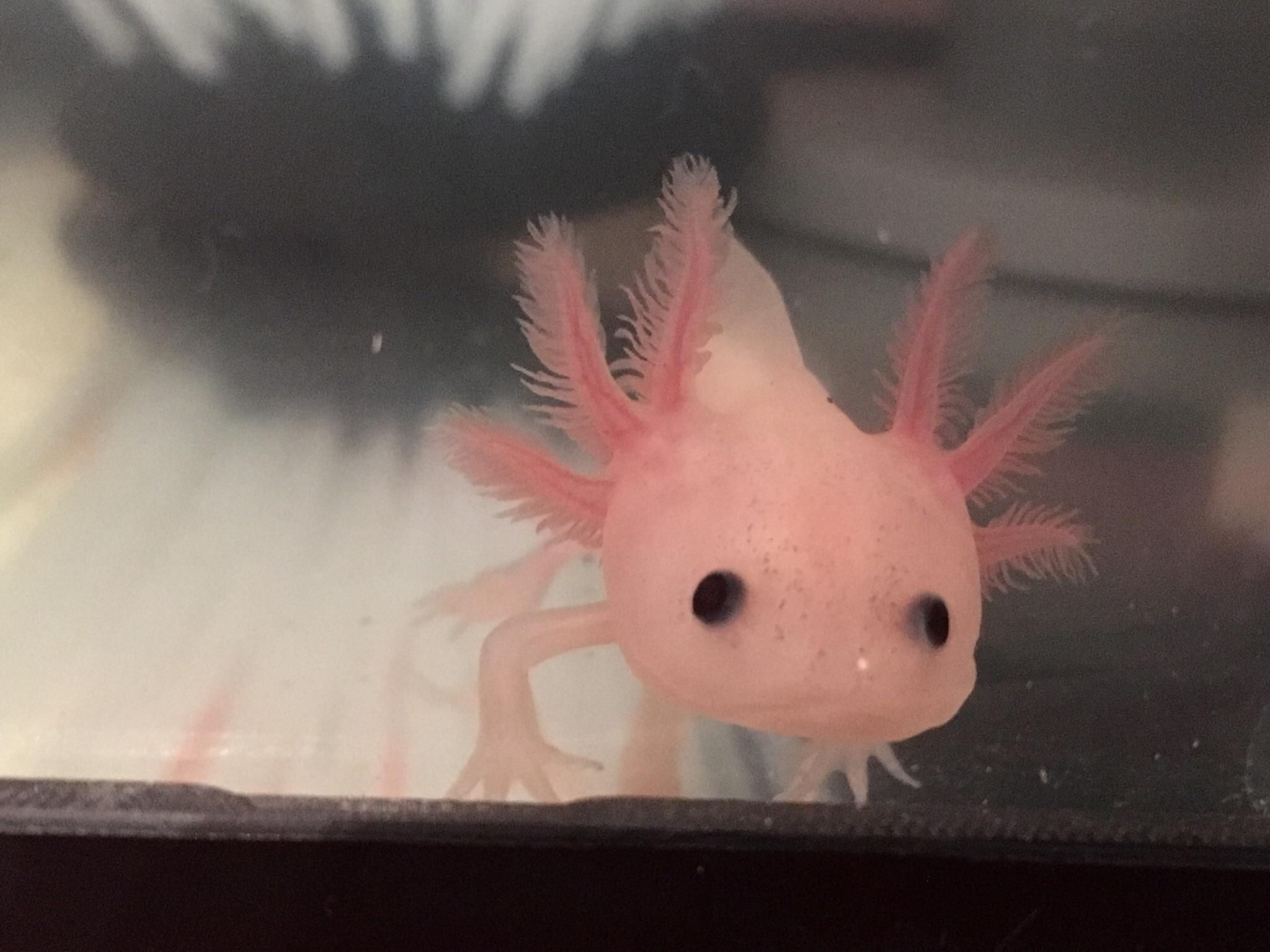 2050x1540 My axolotl is adorable!, Desktop