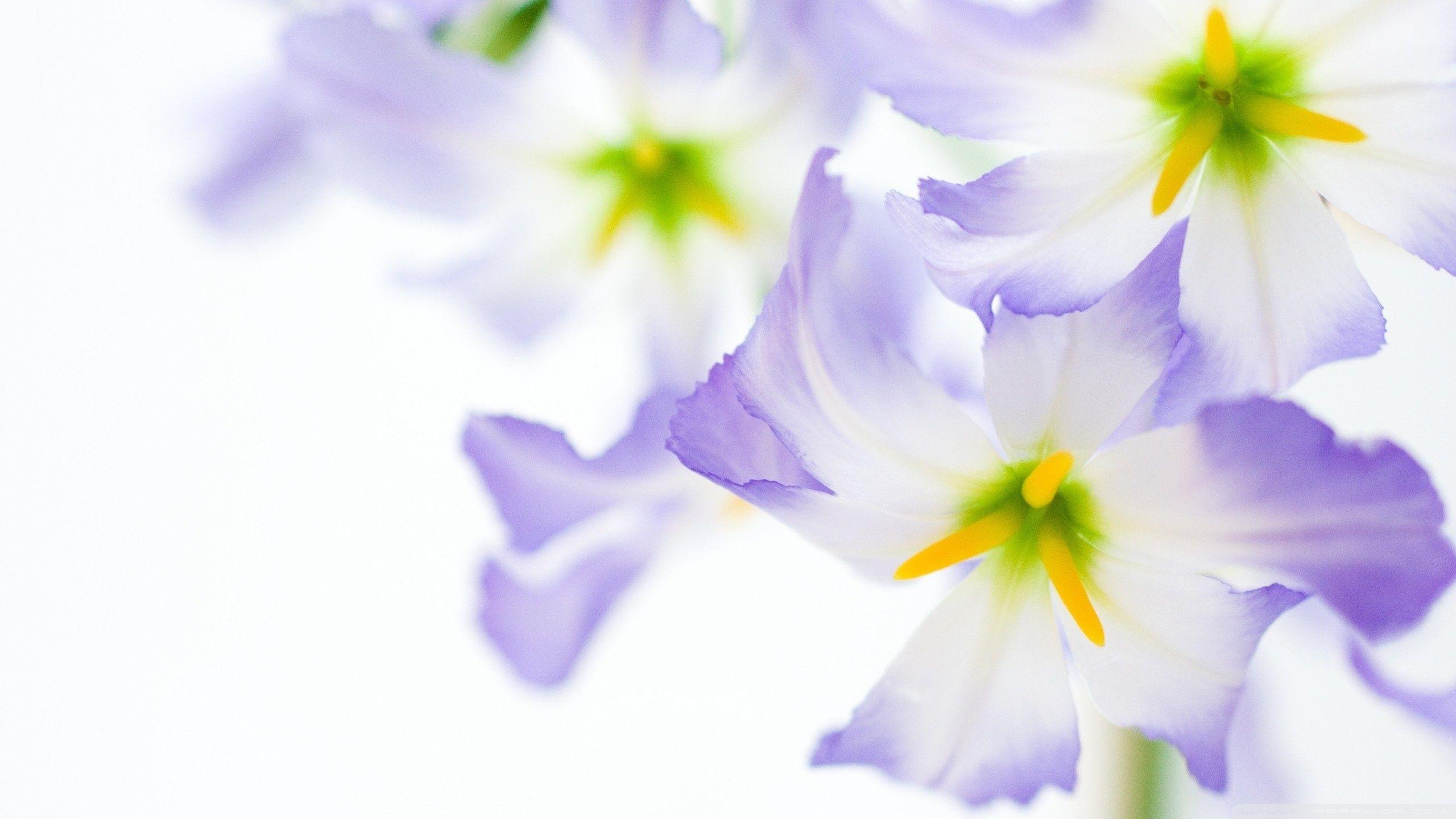 2560x1440 Flowers On White Background ❤ 4K HD Desktop Wallpaper for 4K Ultra, Desktop