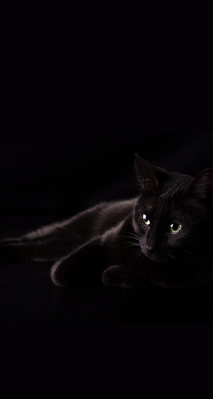 750x1400 Black Cat iPhone Wallpaper Free Black Cat iPhone Background, Phone