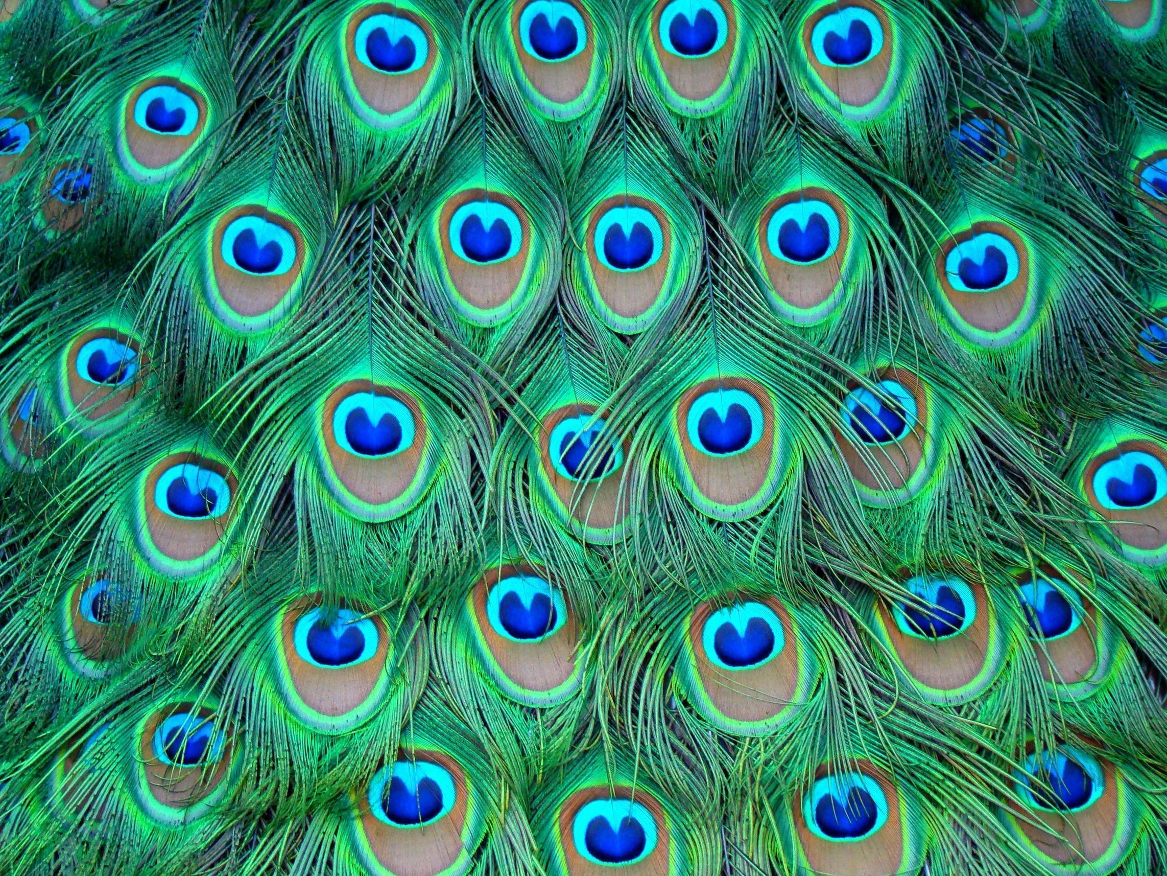 2290x1720 Peacock Background. Peacock Vintage, Desktop