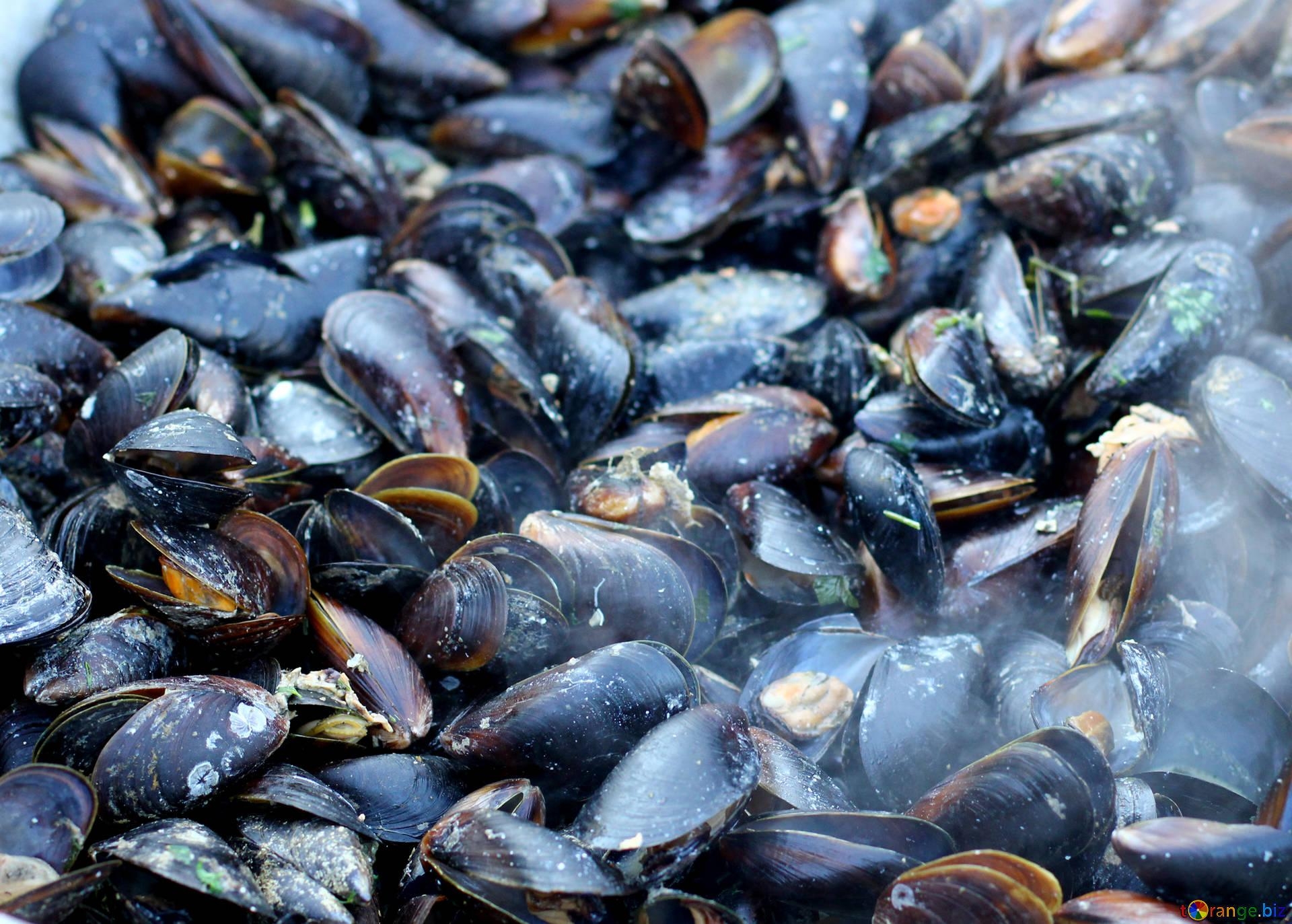 1920x1380 Seafood mussels fried trade № 47512, Desktop