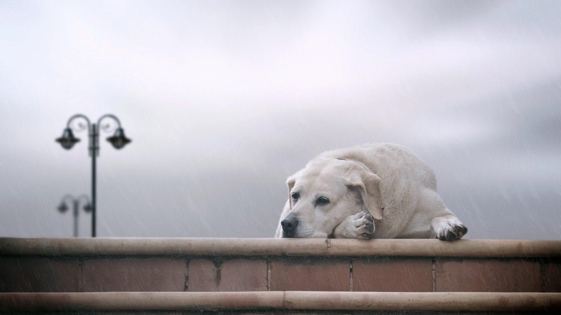 1920x1080 Labrador Retriever HD Wallpaper, Desktop