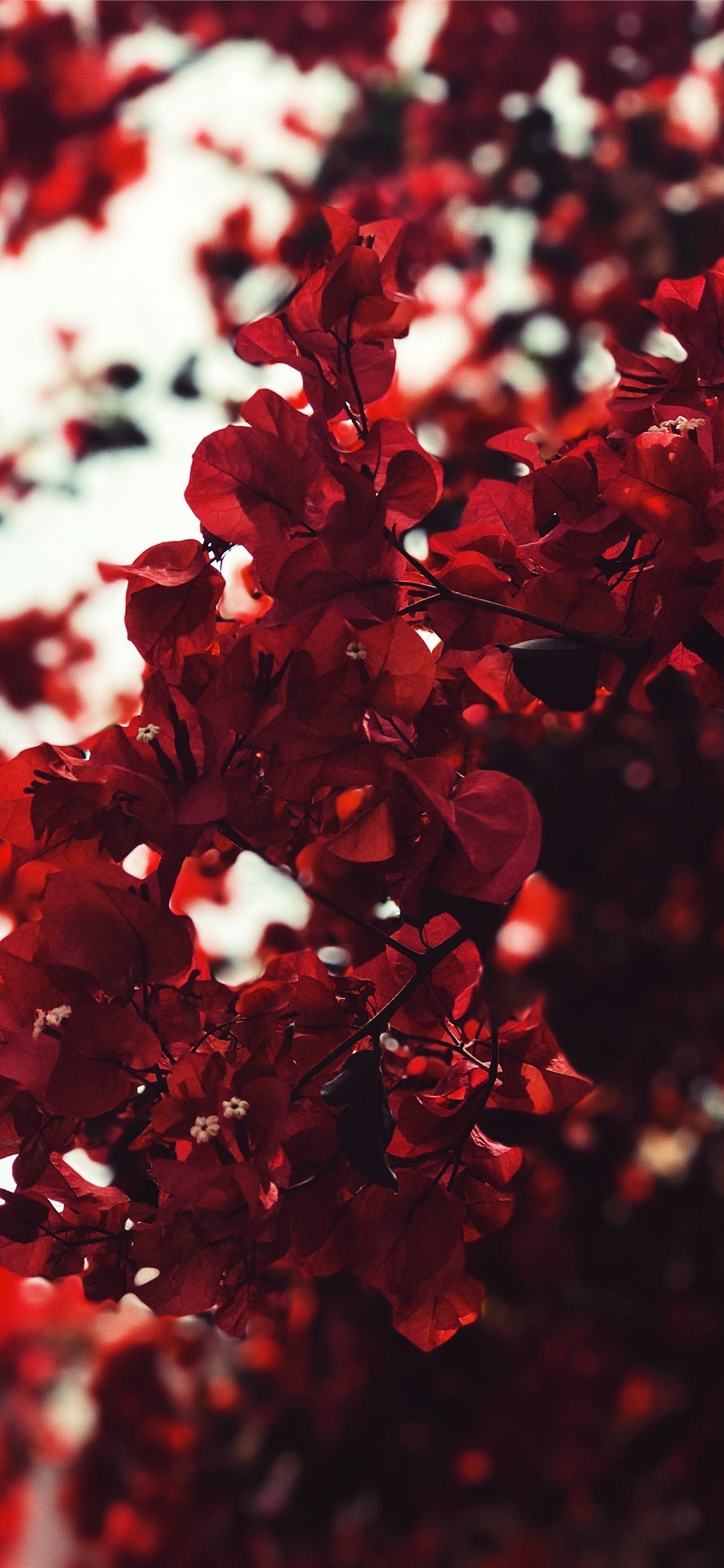 1290x2780 red leaves iPhone 12 Wallpaper Free Download, Phone