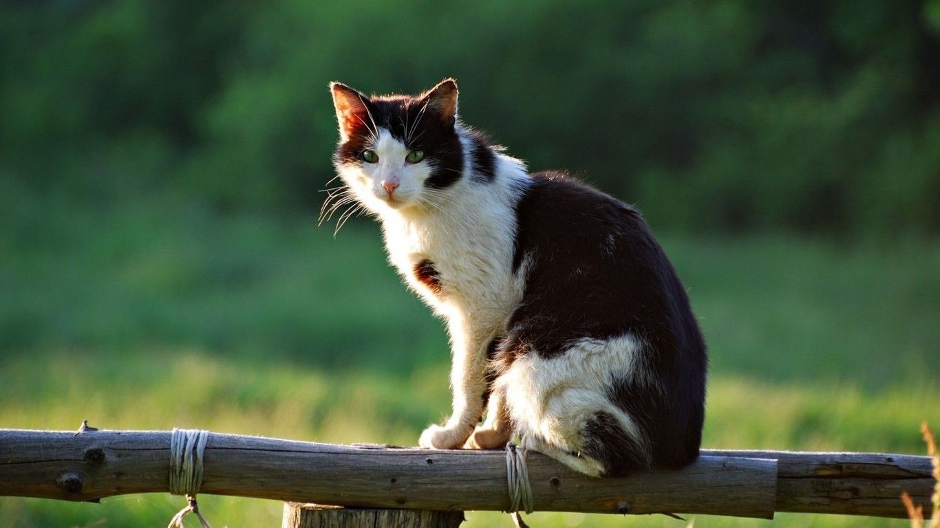 1370x770 Cat Sitting Fence Summer Village, Desktop