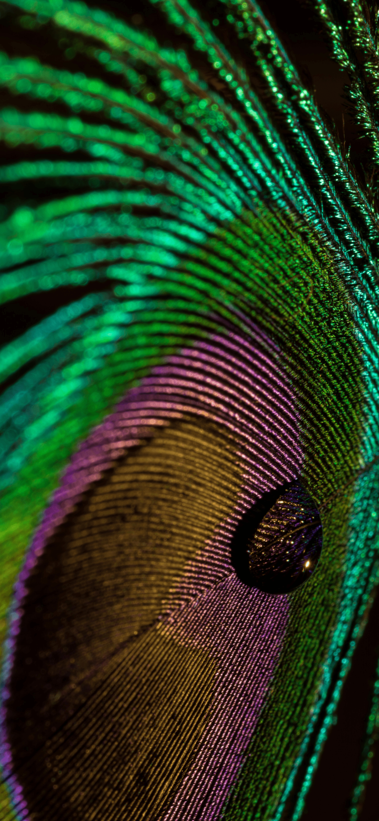 1250x2690 3Wallpaper for iPhone Wallpaper Feathers in HD ==>, Phone